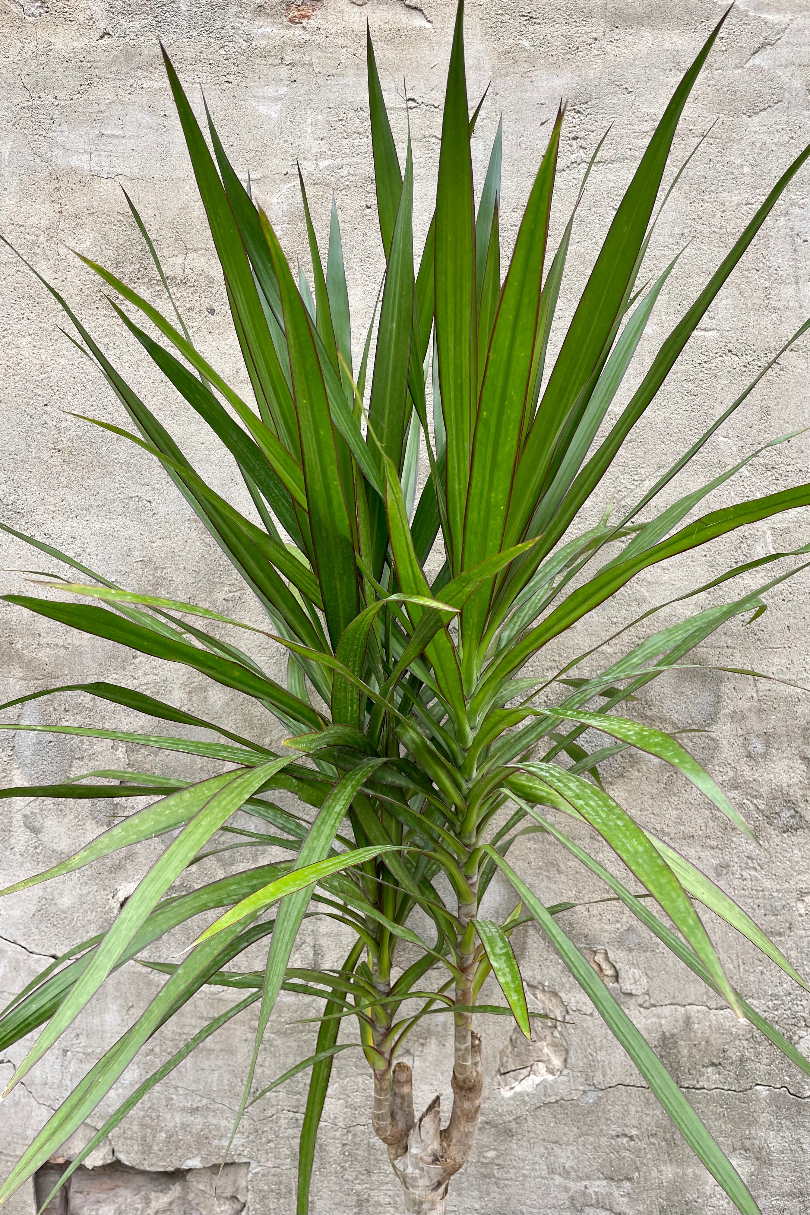Detail of Dracaena 'Tarzan' standard form 10" against a grey wall