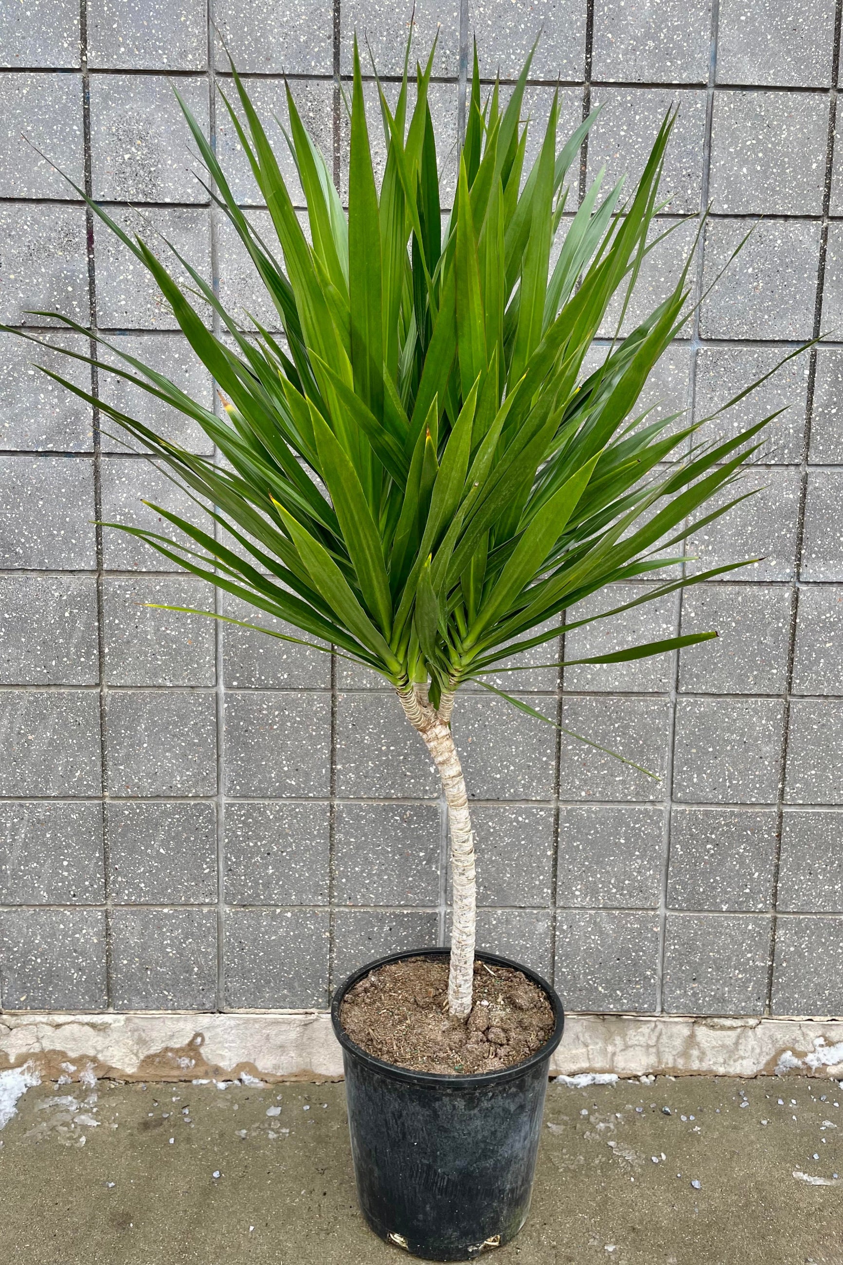 The Dracaena 'Tarzan' Standard Form 14" sits against a grey wall. ©Sprout Home