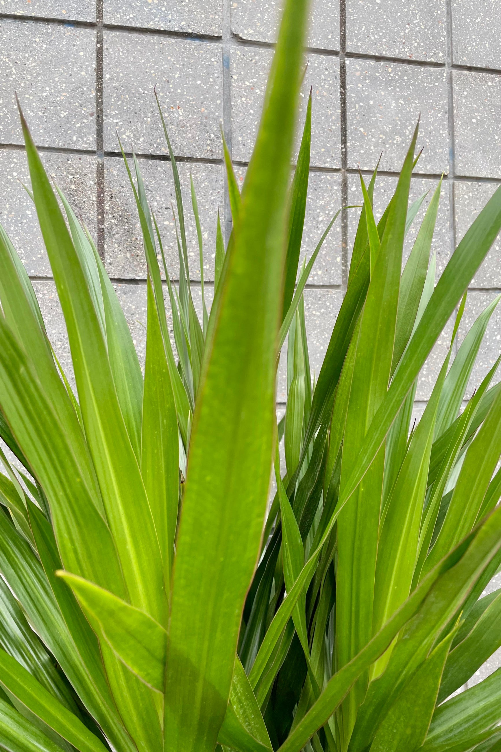 A detailed look at the foliage of the Dracaena 'Tarzan' Standard Form 14". ©Sprout Home