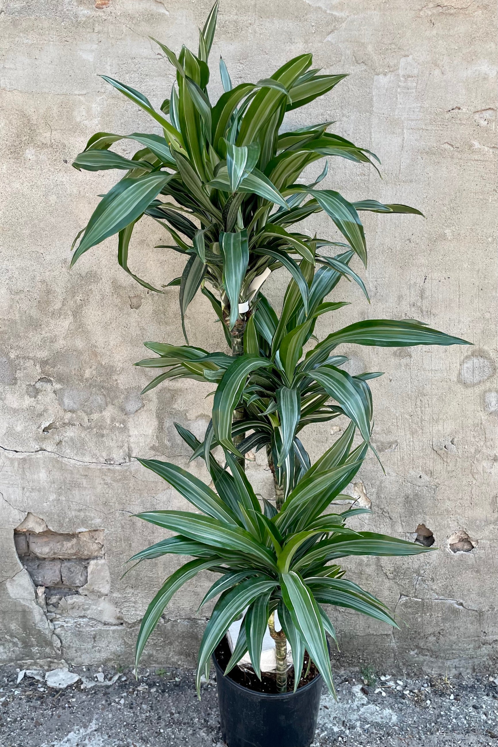 Dracaena 'Ulises' staggered cane in a 10" growers pot against a gray wall at Sprout Home. ©Sprout Home