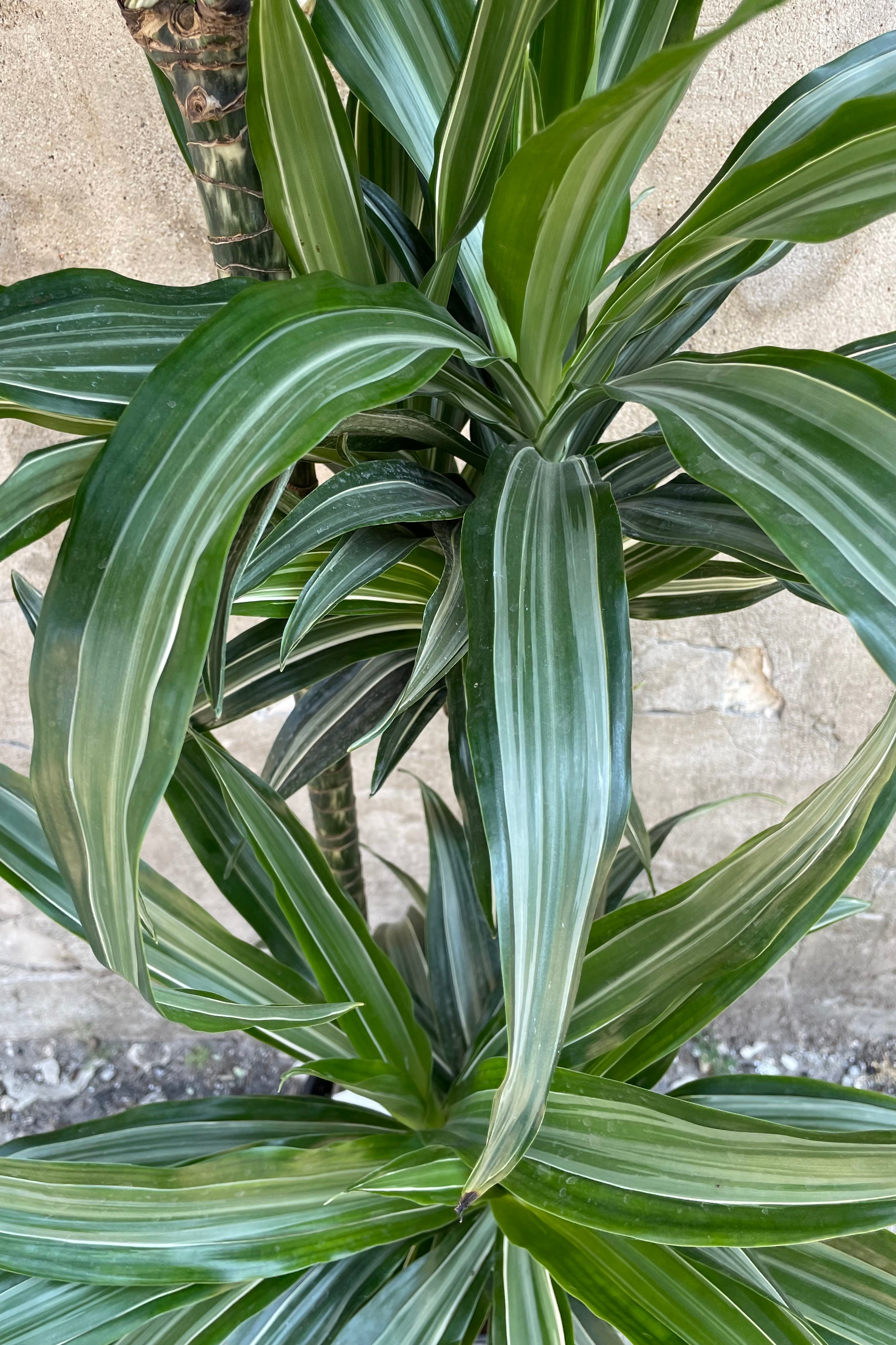 A detail picture of the Dracaene 'Ulises' showing the striped white and green leaves at Sprout Home.
