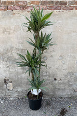 Dracaena deremensis 'Warneckii' plant in a 10" pot.