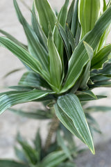 detailed picture of the green and with white striping on the Dracaena deremensis plant.