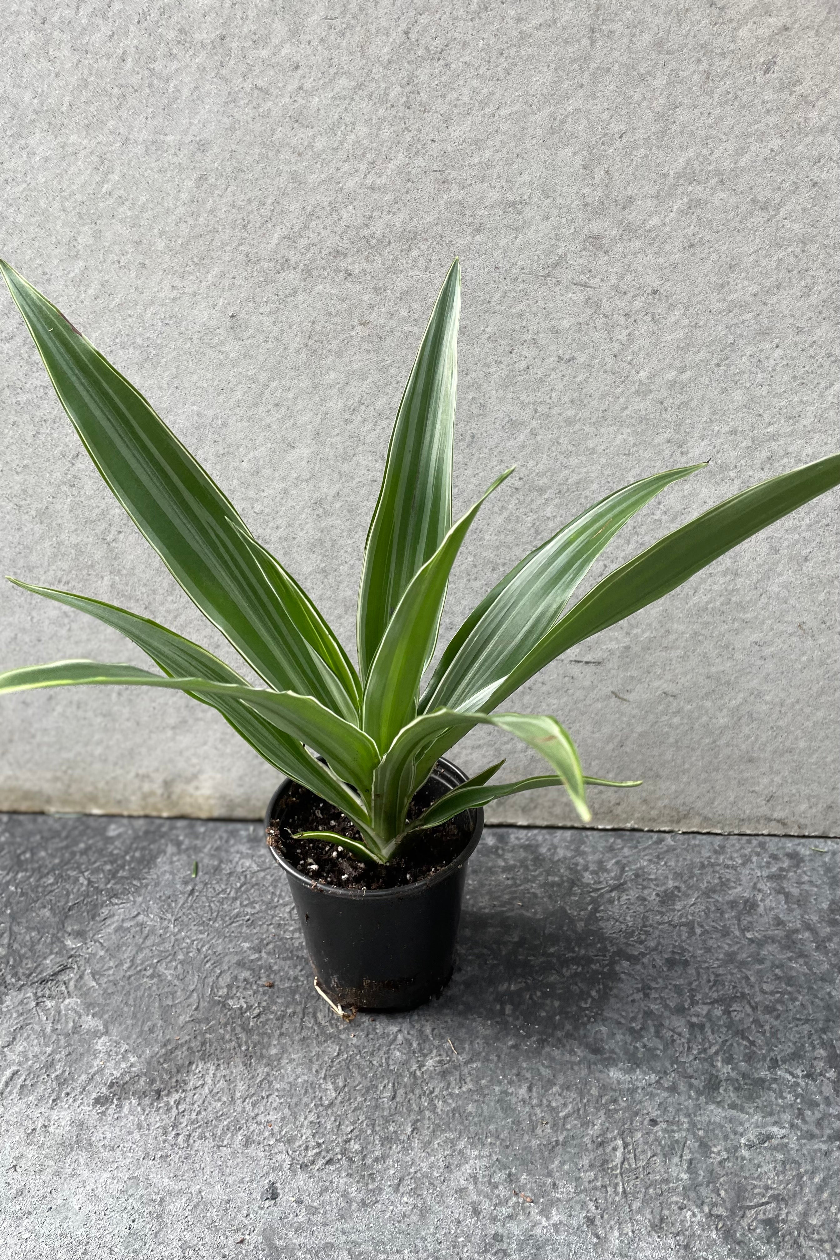 Dracaena deremensis 'Warneckii' in grow pot in front of grey background