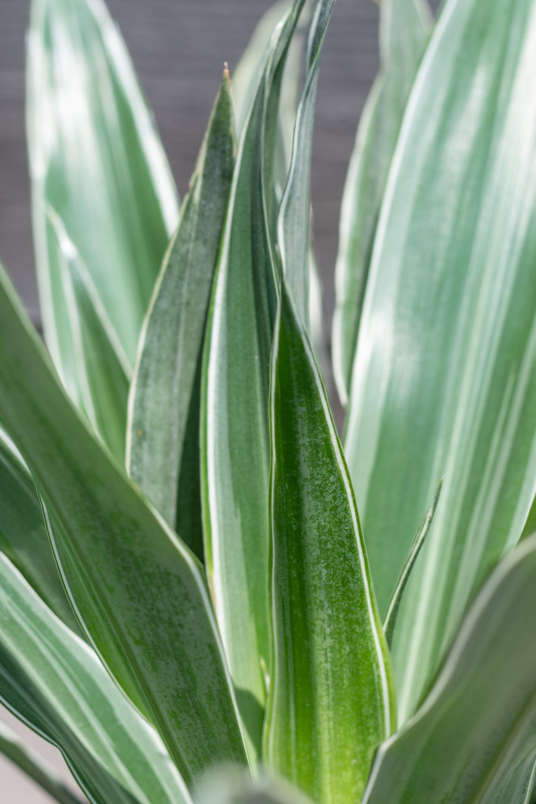Close up of Dracaena deremensis 'Warneckii' leaves ©Sprout Home
