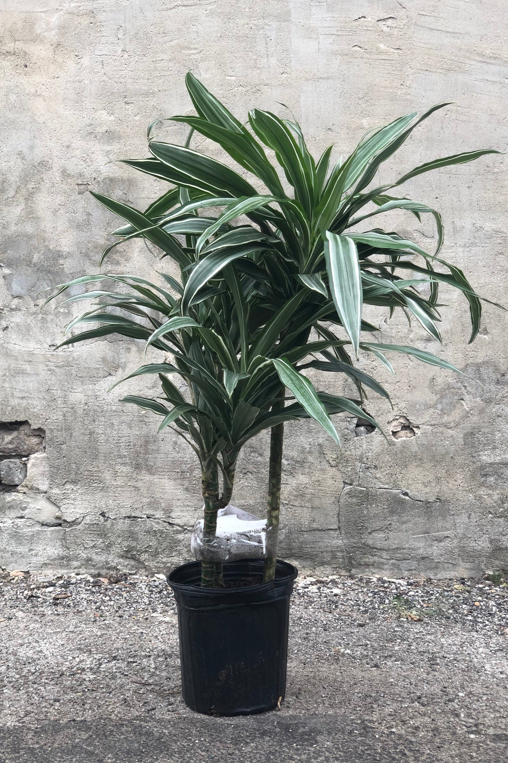 Dracaena deremensis 'Warneckii' cane in grow pot in front of grey concrete background ©Sprout Home