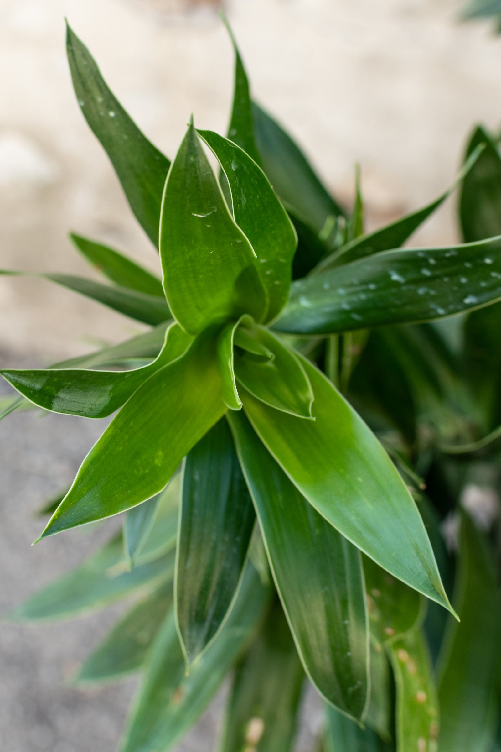 Close up of Dracaena Reflexa foliage ©Sprout Home