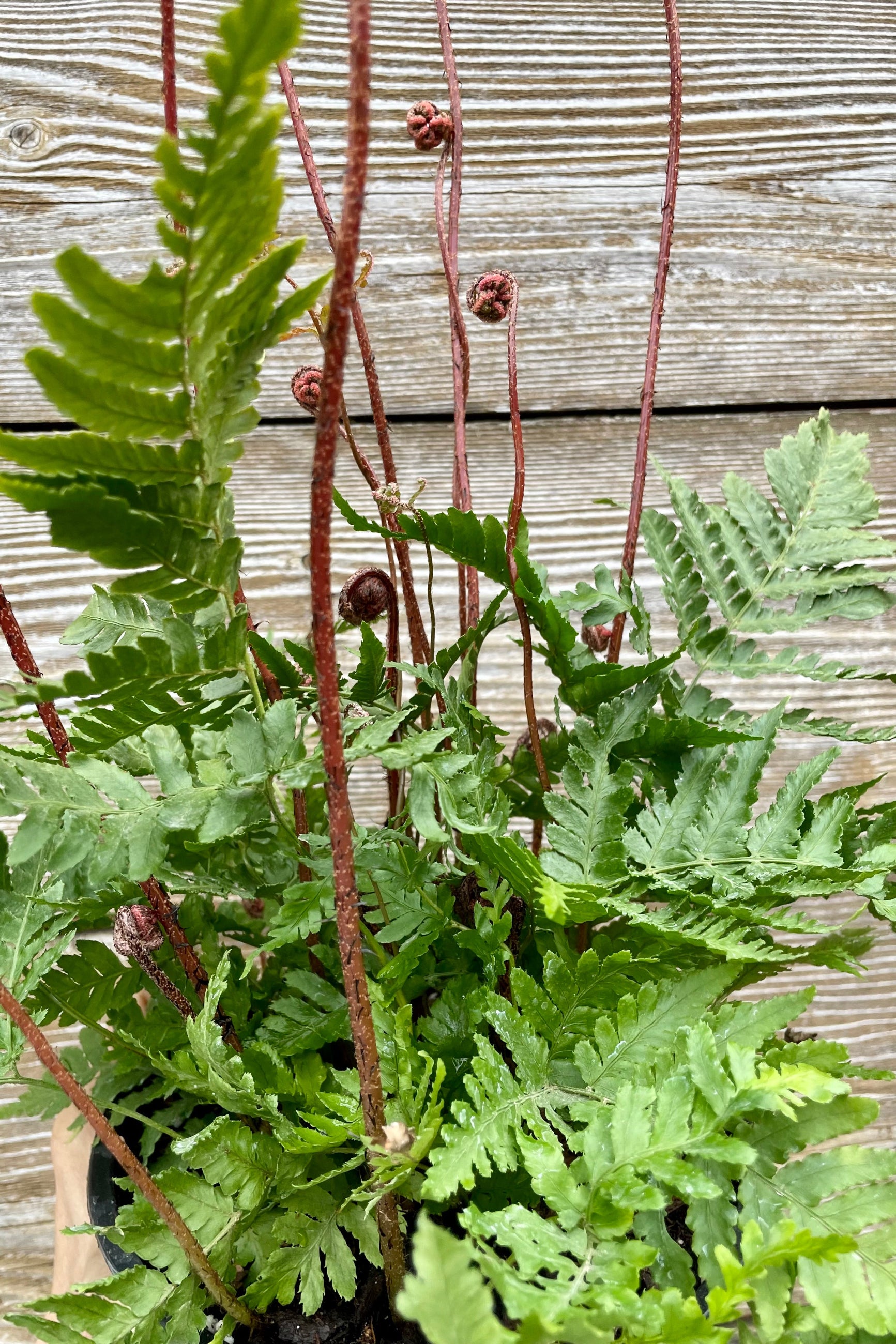 Dryopteris 'Brilliance' detail picture of its fronts and leaves against a wood fence at Sprout Home. ©Sprout Home