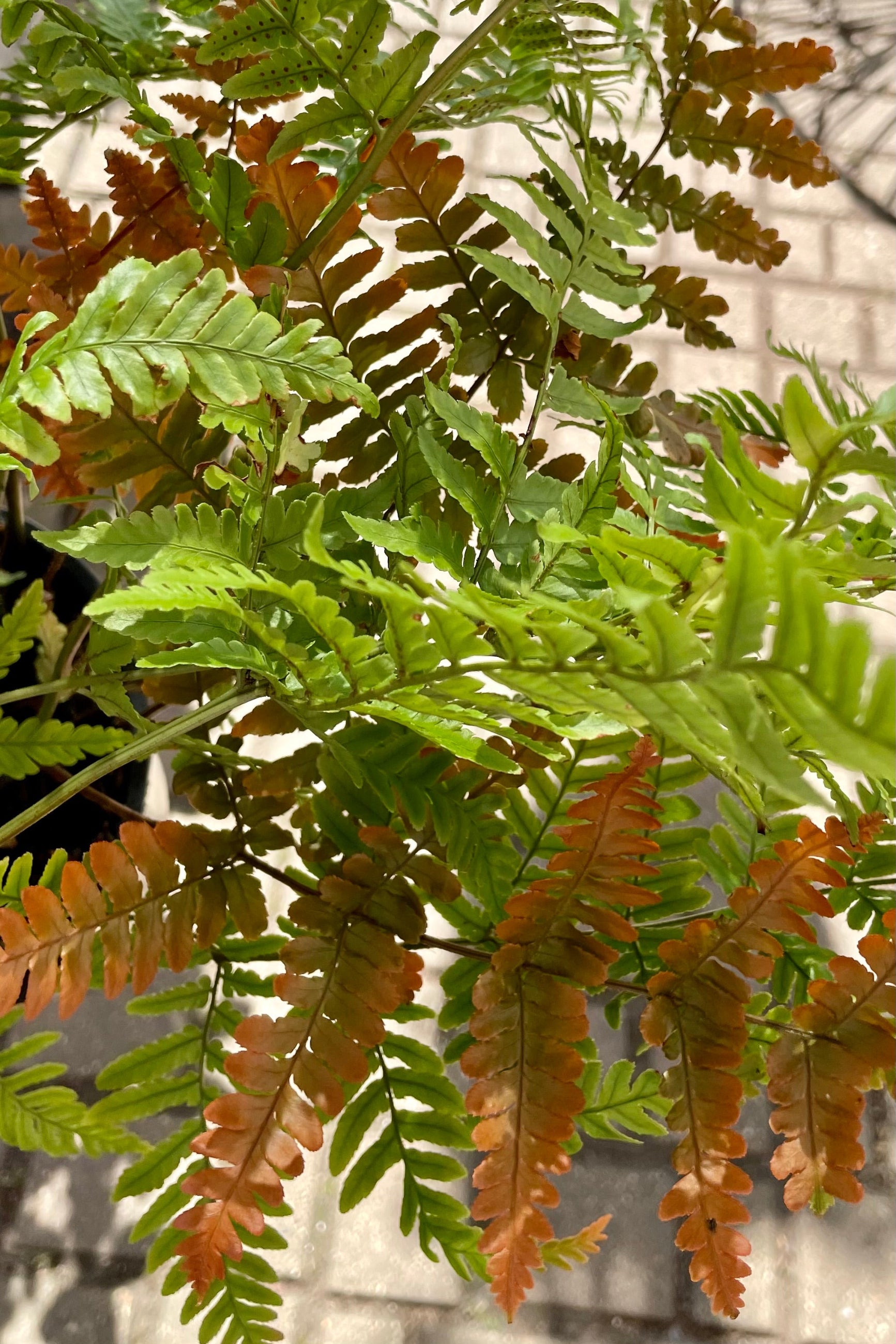 The Dryopteris 'Brilliance' leaves showing signs of color change in to rust from green late July at Sprout Home. ©Sprout Home