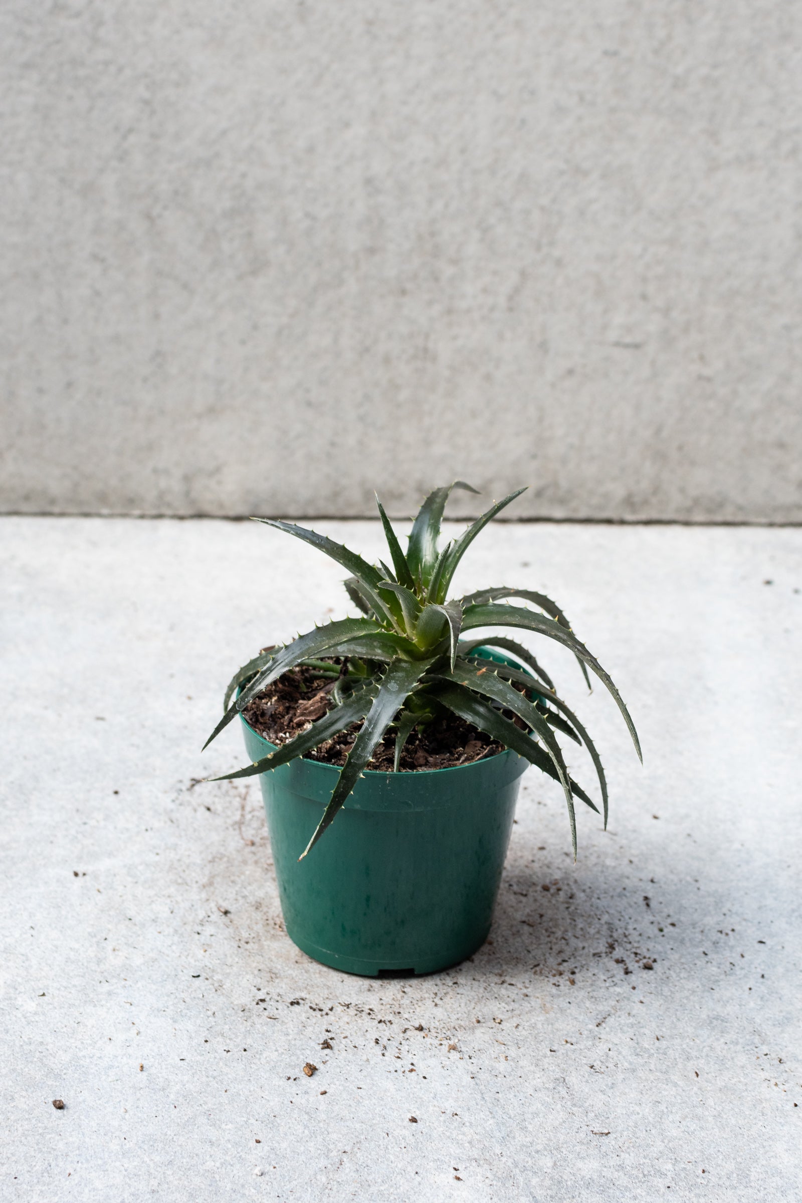 Dyckia plant in a 4 inch growers pot against a grey wall. ©Sprout Home