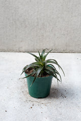 Dyckia plant in a 4 inch growers pot against a grey wall. 