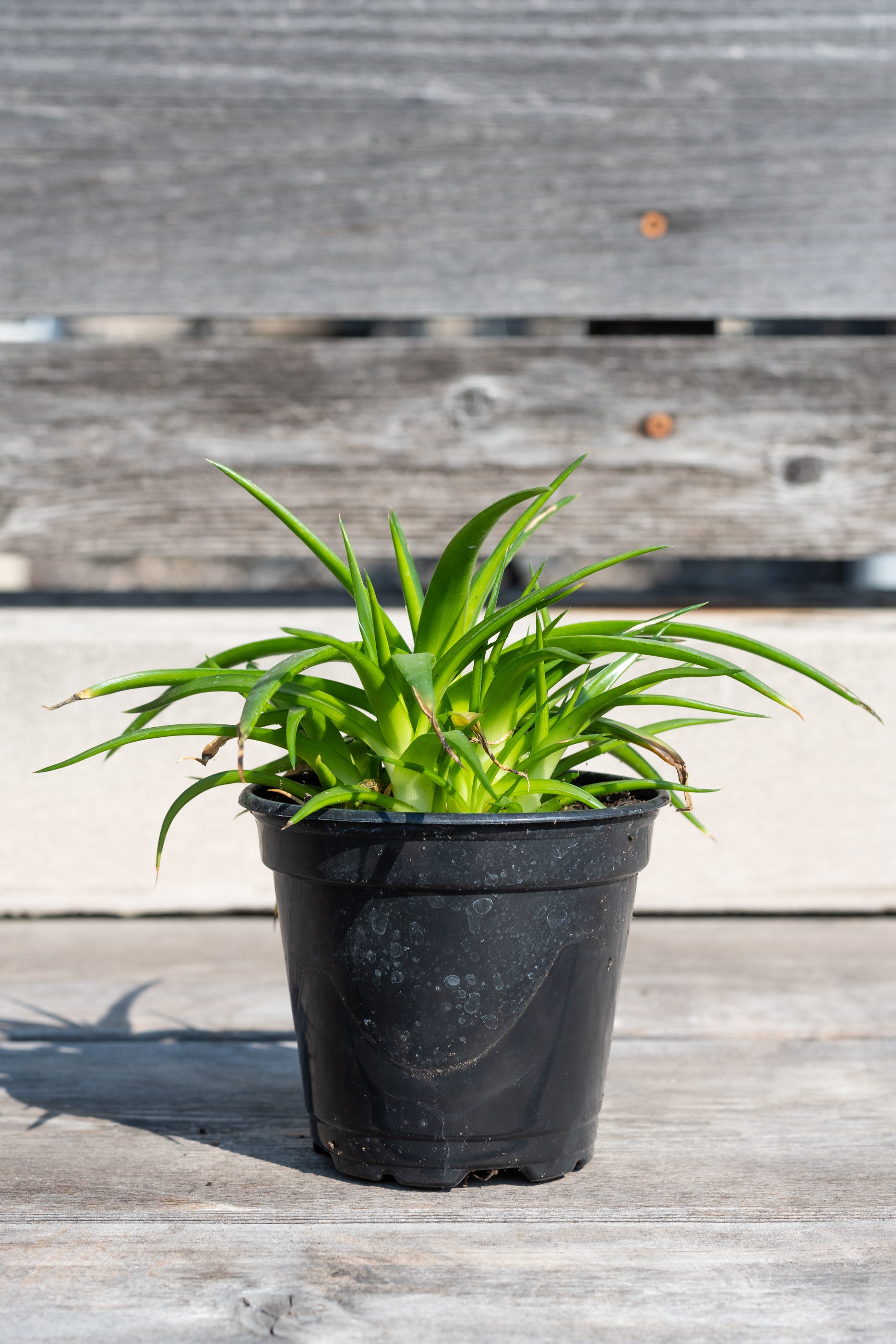 Dyckia 'Naked Lady' in grow pot in front of grey wood background