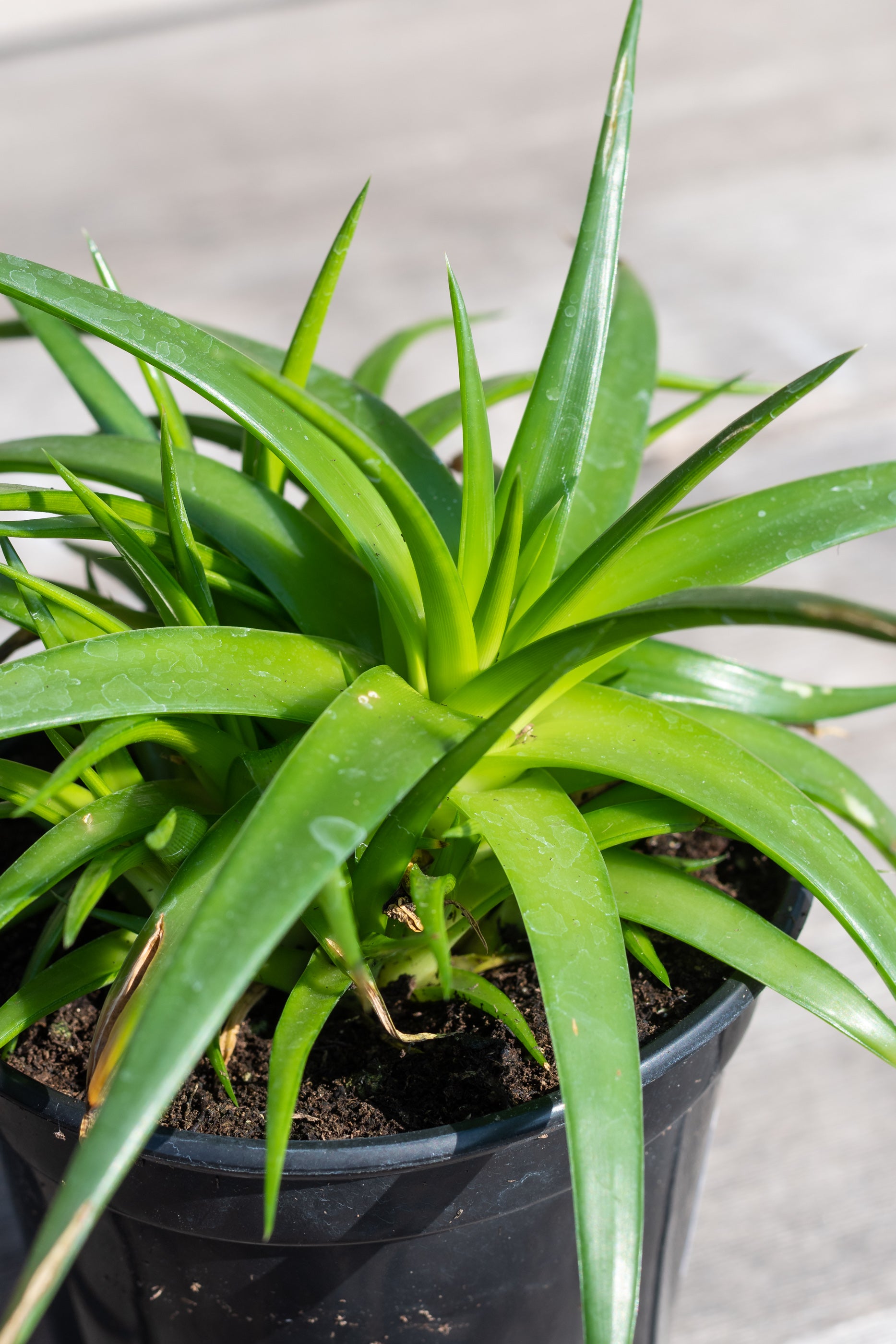 Close up of Dyckia 'Naked Lady' leaves