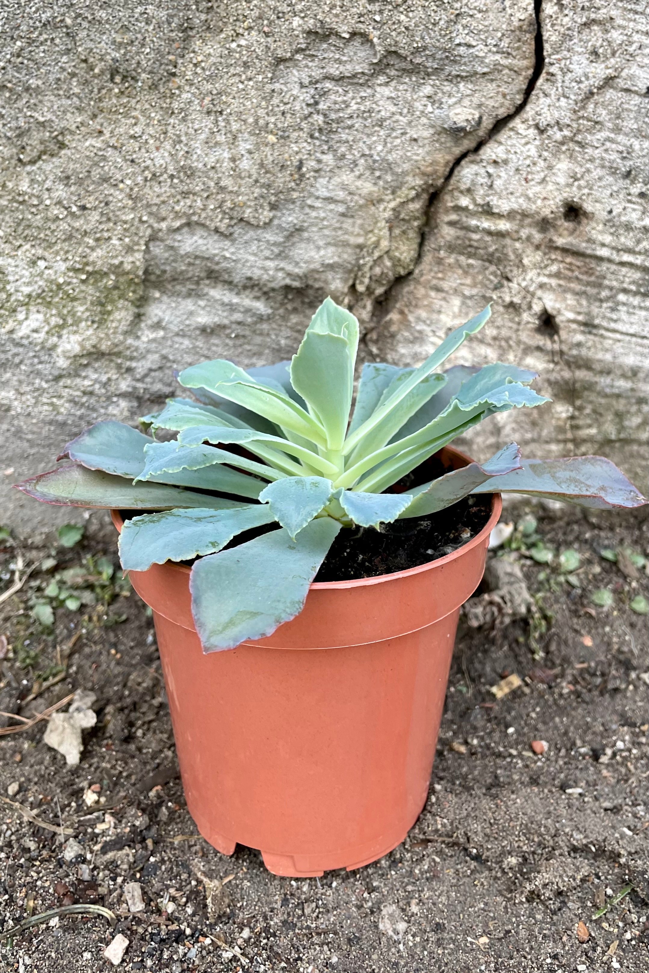 A full view of a variety of Echeveria 3.25"