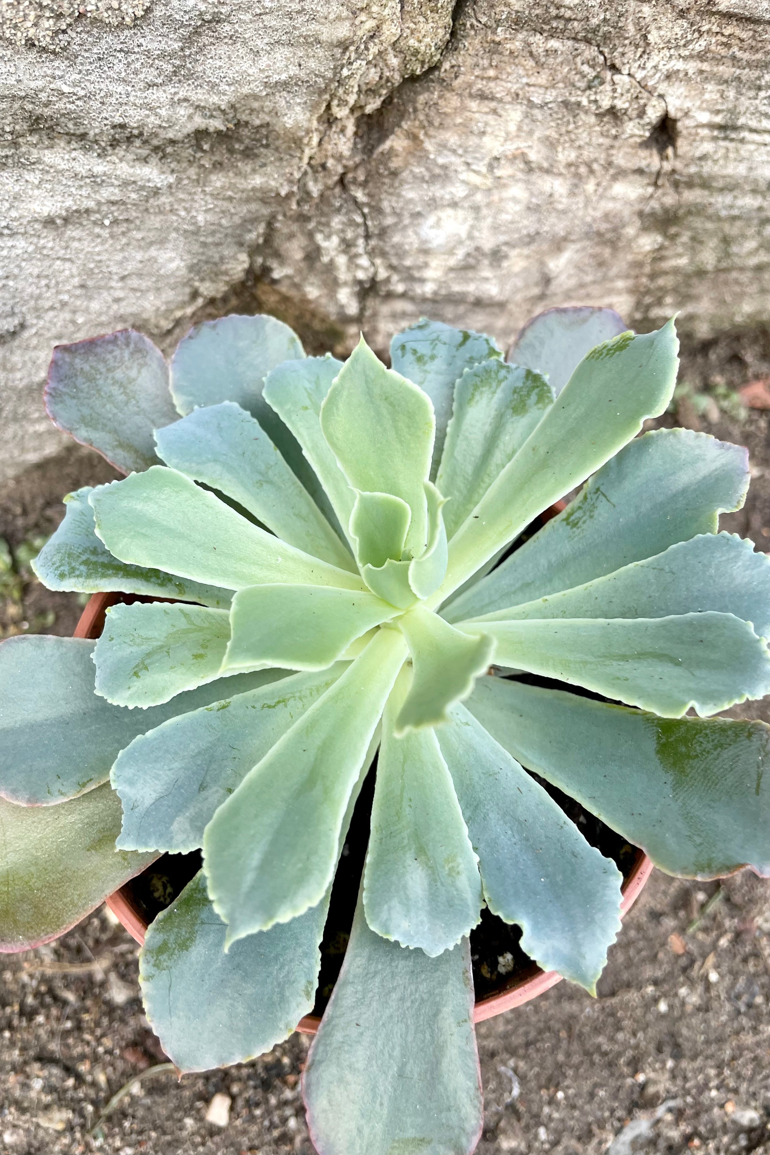 An overhead view of a variety of Echeveria 3.25"