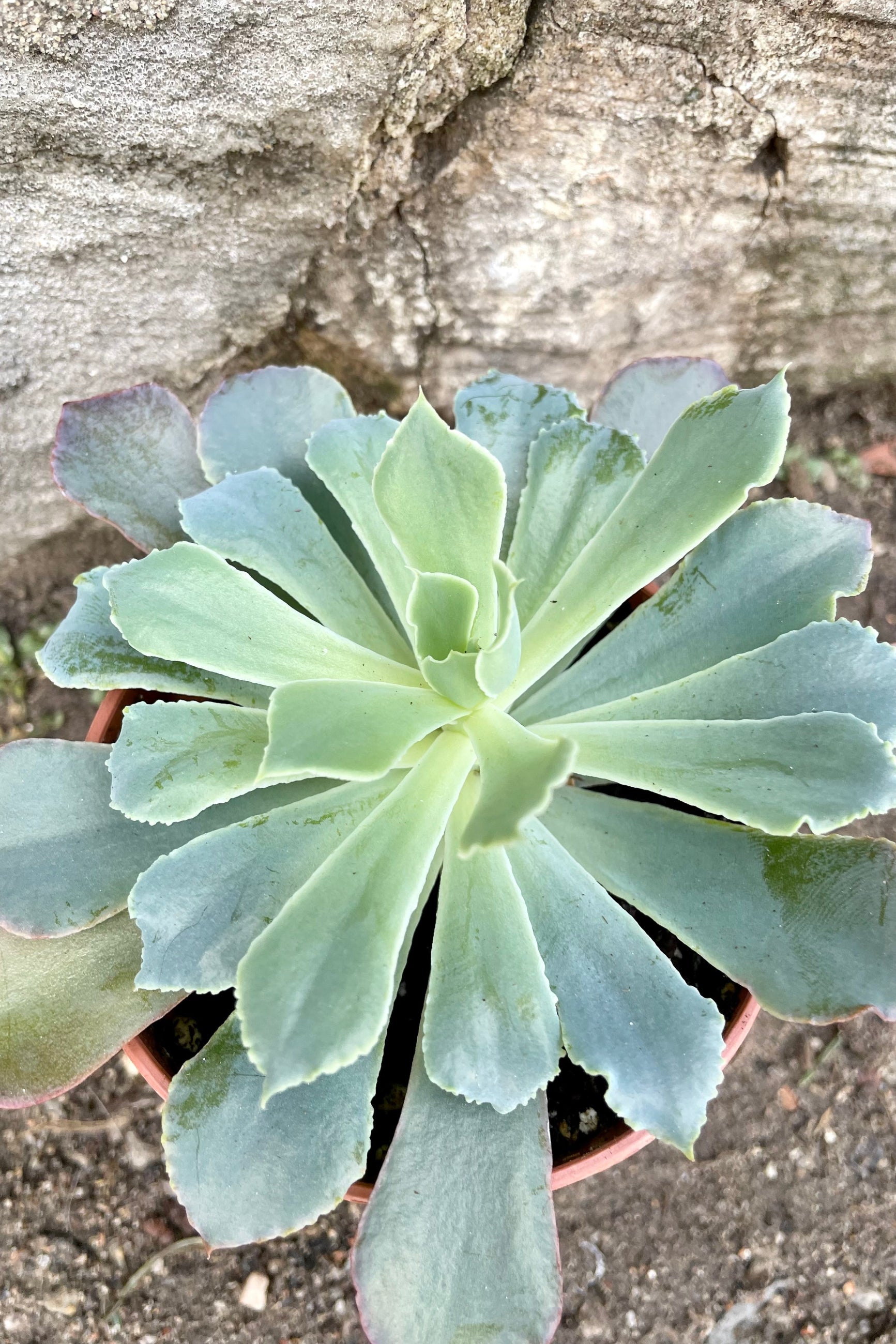 An overhead view of a variety of Echeveria 3.25" ©Sprout Home