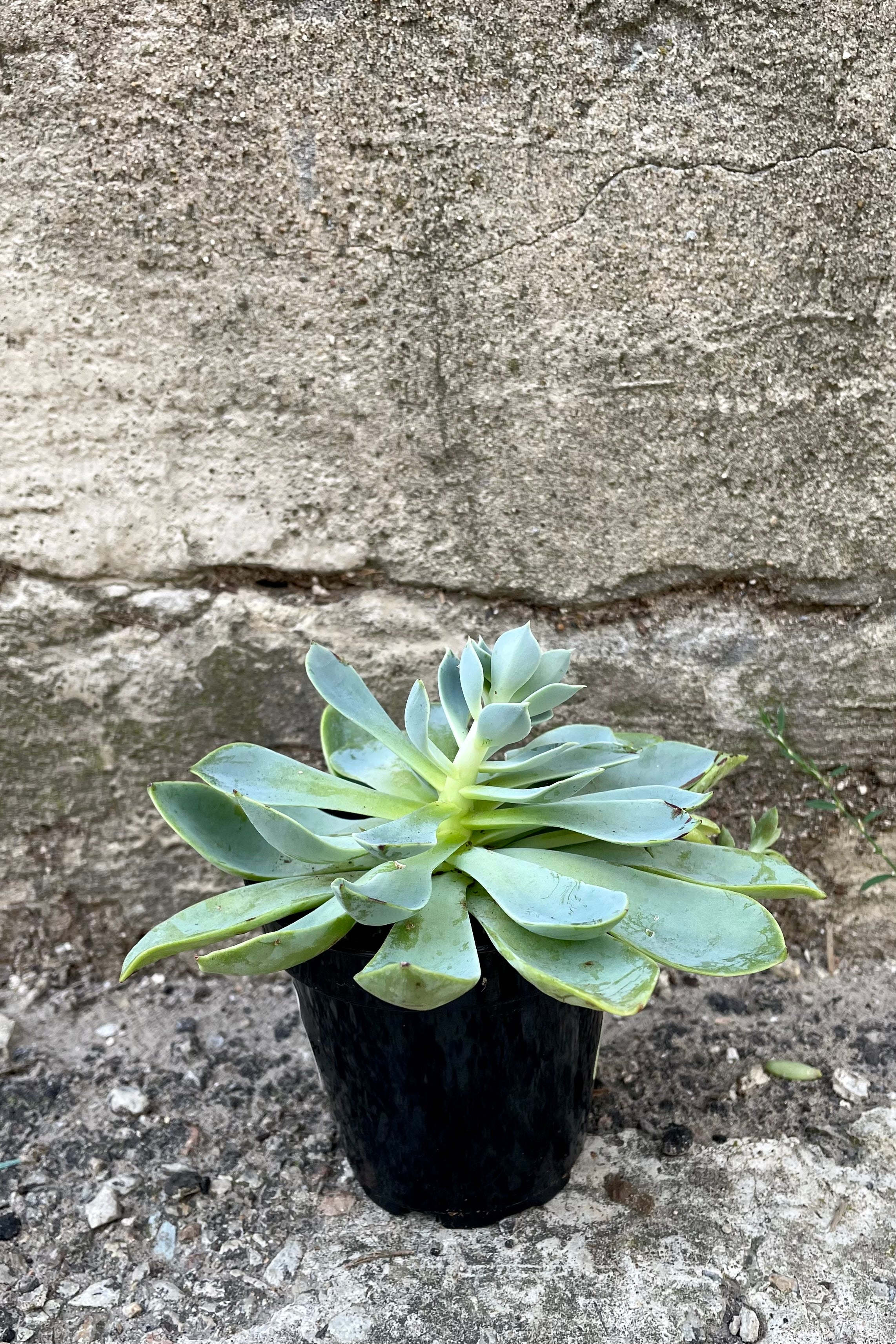 A full-body view of the 3.5" Echeveria against a concrete backdrop ©Sprout Home