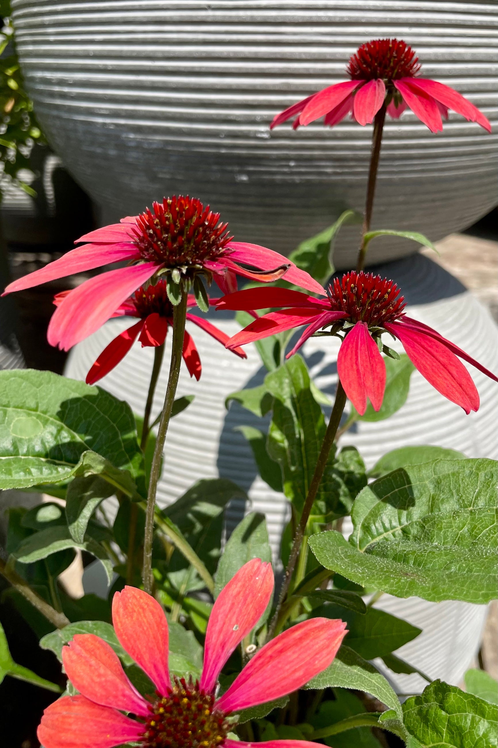 The bright red fuchsia blooms of the Echinacea 'Panama Red' coneflower the beginning of August at Sprout Home. ©Sprout Home