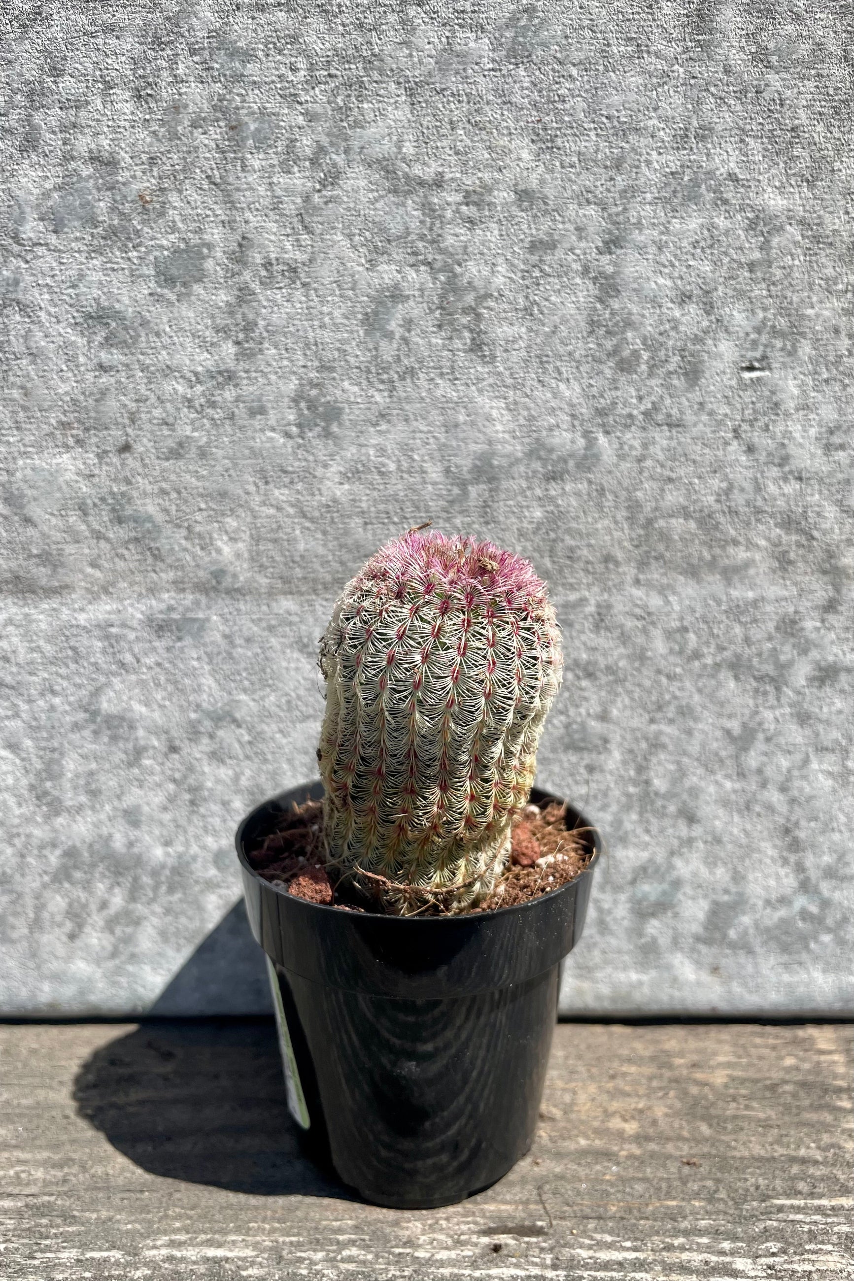 Echinocereus rigidissimus rubrispinus 2.5" black growers pot with green to purple gradient cactus spines against a grey wall ©Sprout Home