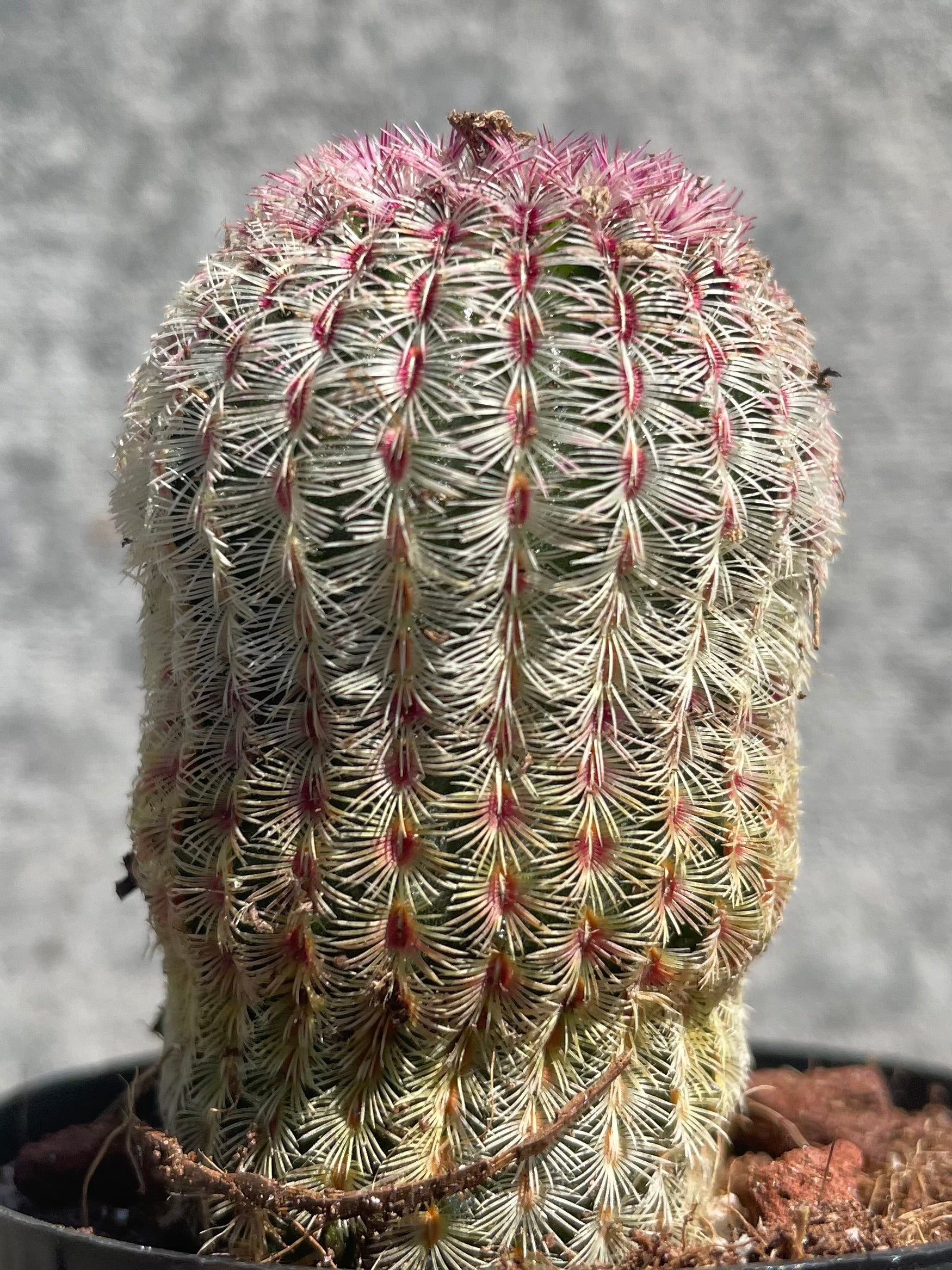Echinocereus rigidissimus cactus up close ©Sprout Home
