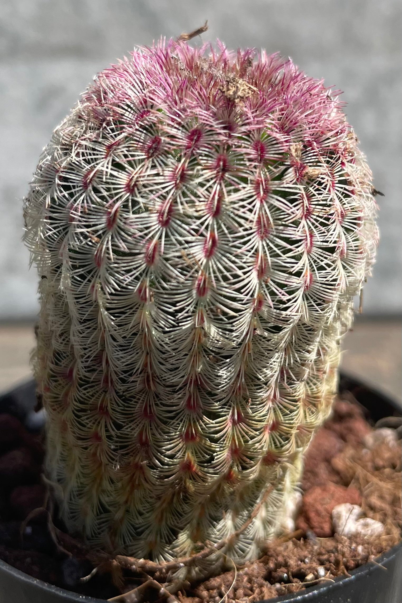 A detailed look at Echinocereus rigidissimus rubrispinus 2.5" green to purple gradient cactus spines against a grey wall ©Sprout Home