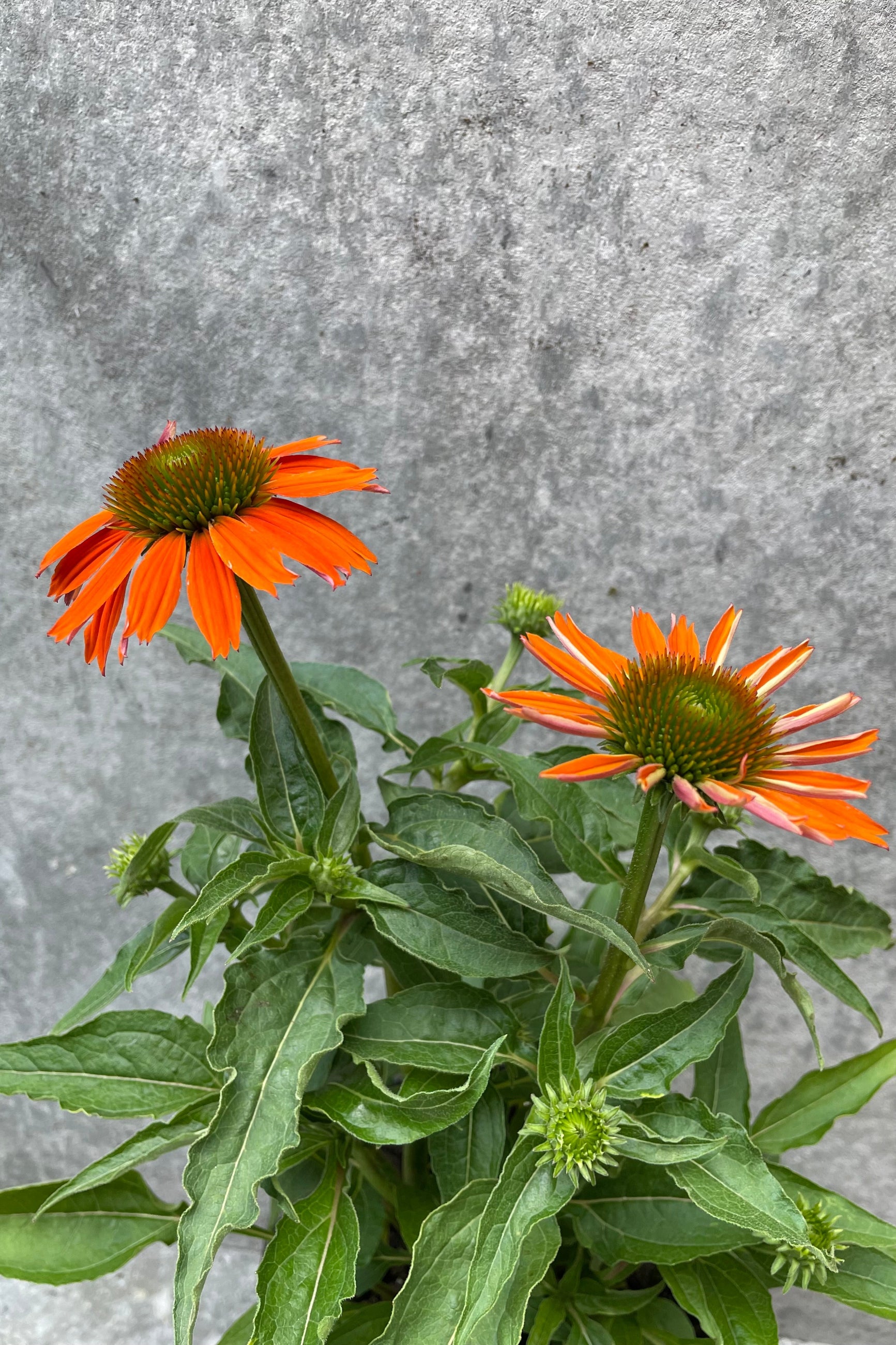 Echinacea 'Sombrero Adobe Orange' detail picture of the orange flower in bloom mid July. ©Sprout Home