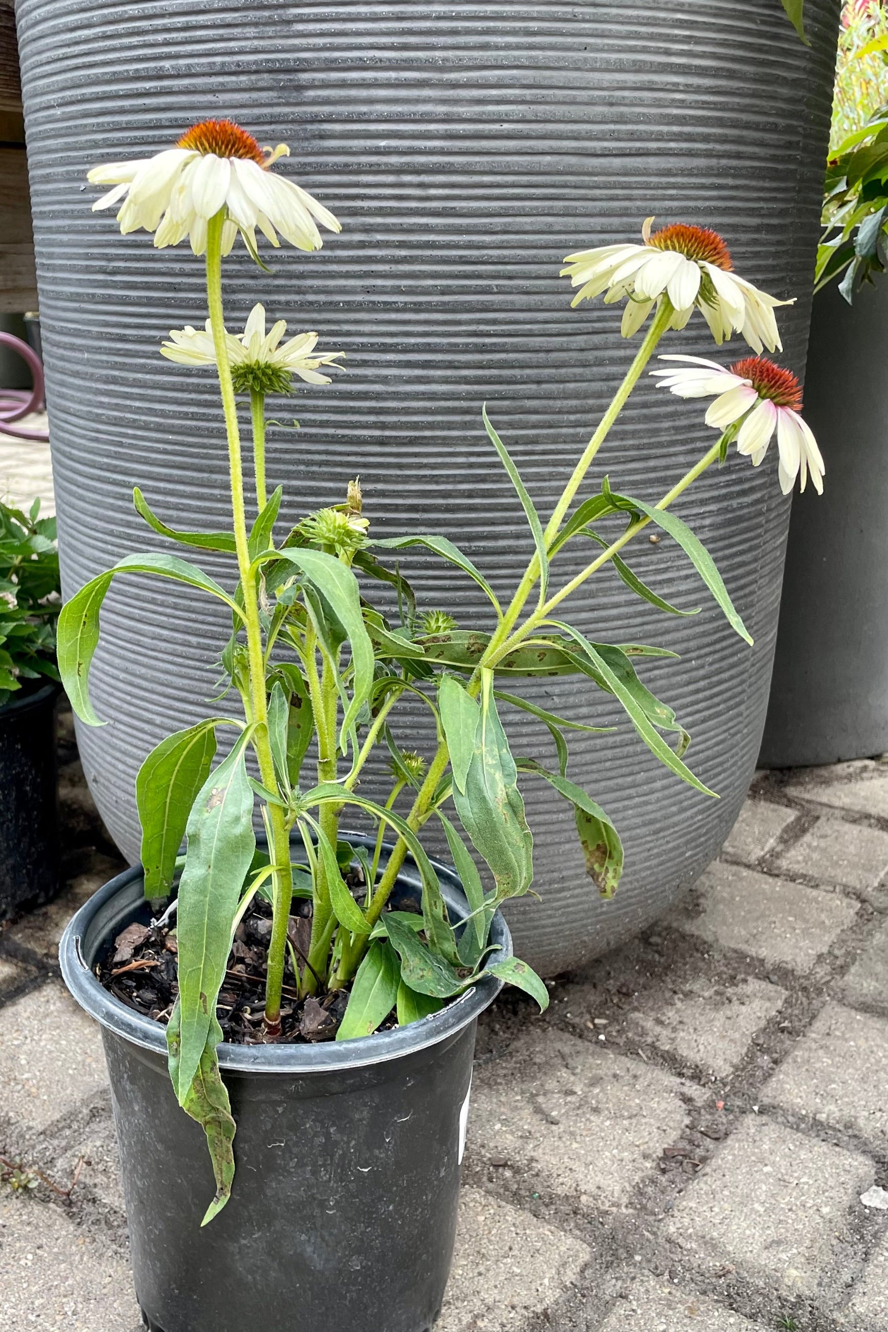 Echinacea 'Yellow Rainbow Marcella' in a #1 pot still blooming at the end of September. ©Sprout Home
