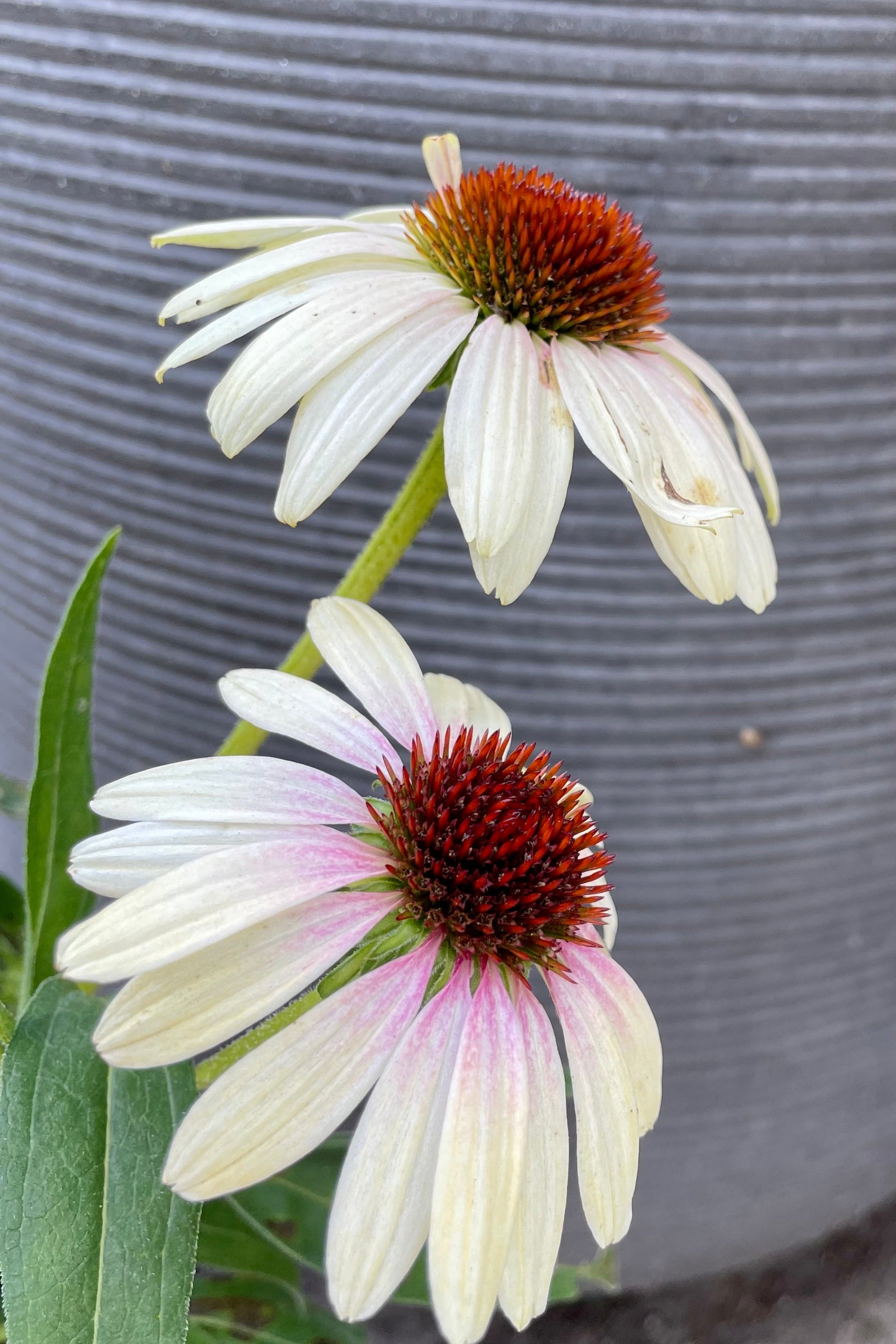 The flowers of Echinacea 'Yellow Rainbow Marcella' at the end of September with is white yellow petals, pink halo and orange centers at the end of September. ©Sprout Home