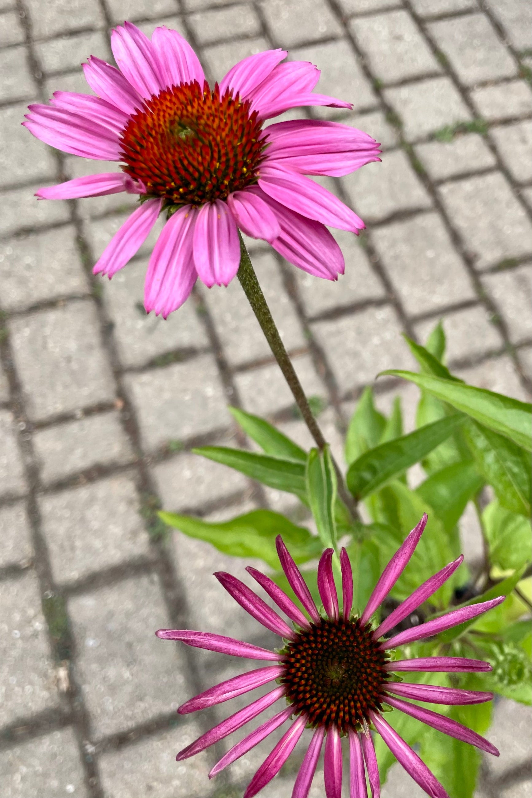 The bright purple petals and dark orange centers of the Echinacea 'Ruby Star' bloom the beginning of July at Sprout Home. ©Sprout Home