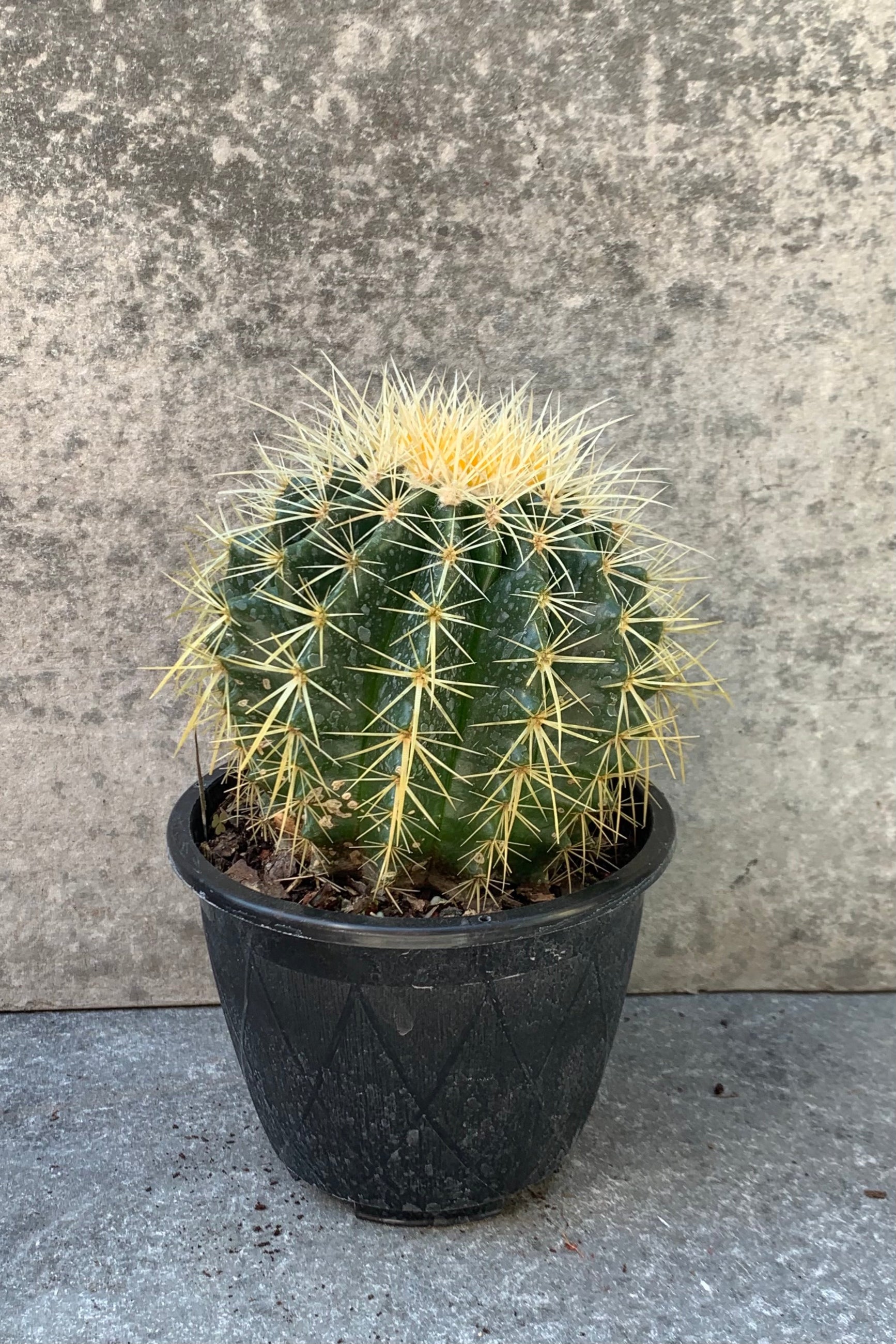 Echinocactus "Golden Barrel Cactus" in a 6 inch growers pot. ©Sprout Home