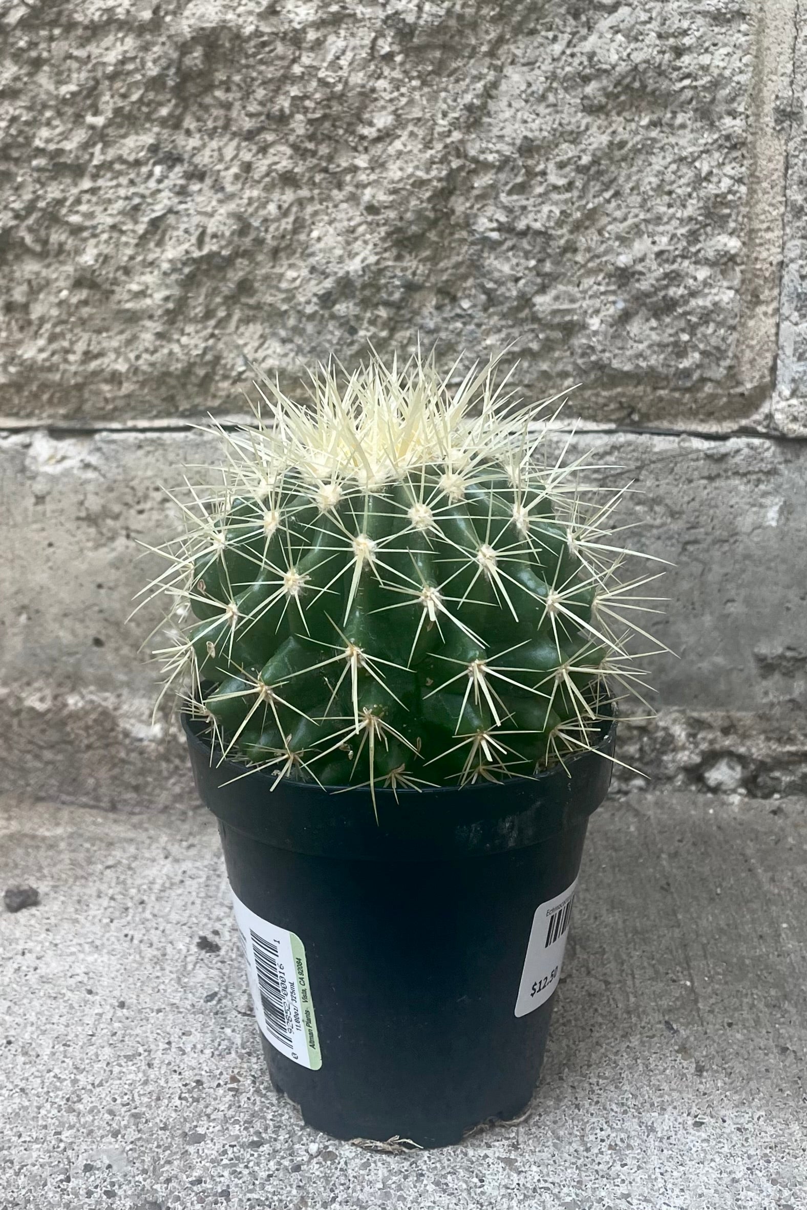 A full view of Echinocactus grusonii “Golden Barrel Cactus” 3.5" in grow pot against concrete backdrop