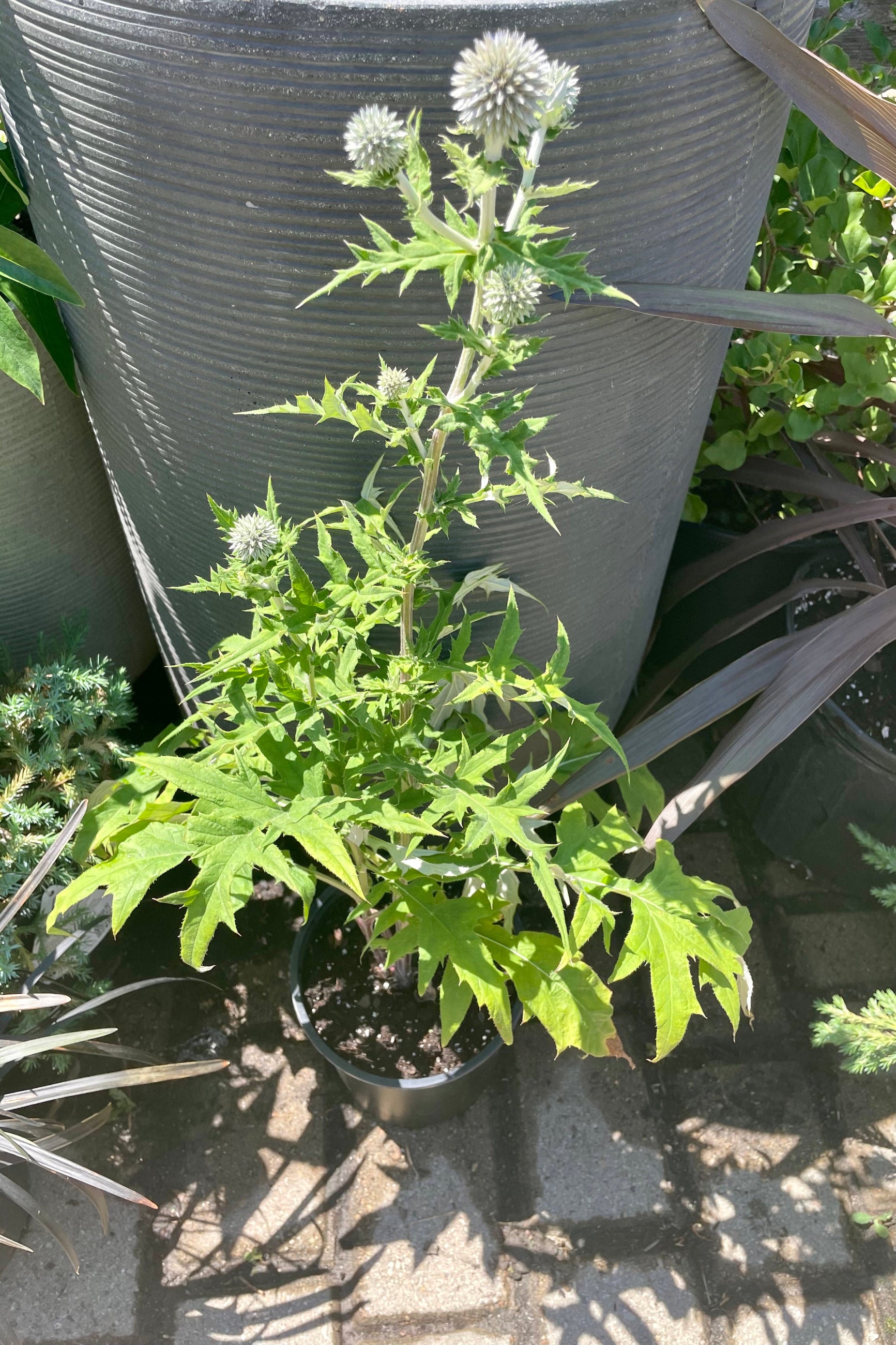 Echinops ritro in a #1 pot the end of June with the steel blue color flower on top of serrated foliage in front of a decorative pot at Sprout Home. ©Sprout Home