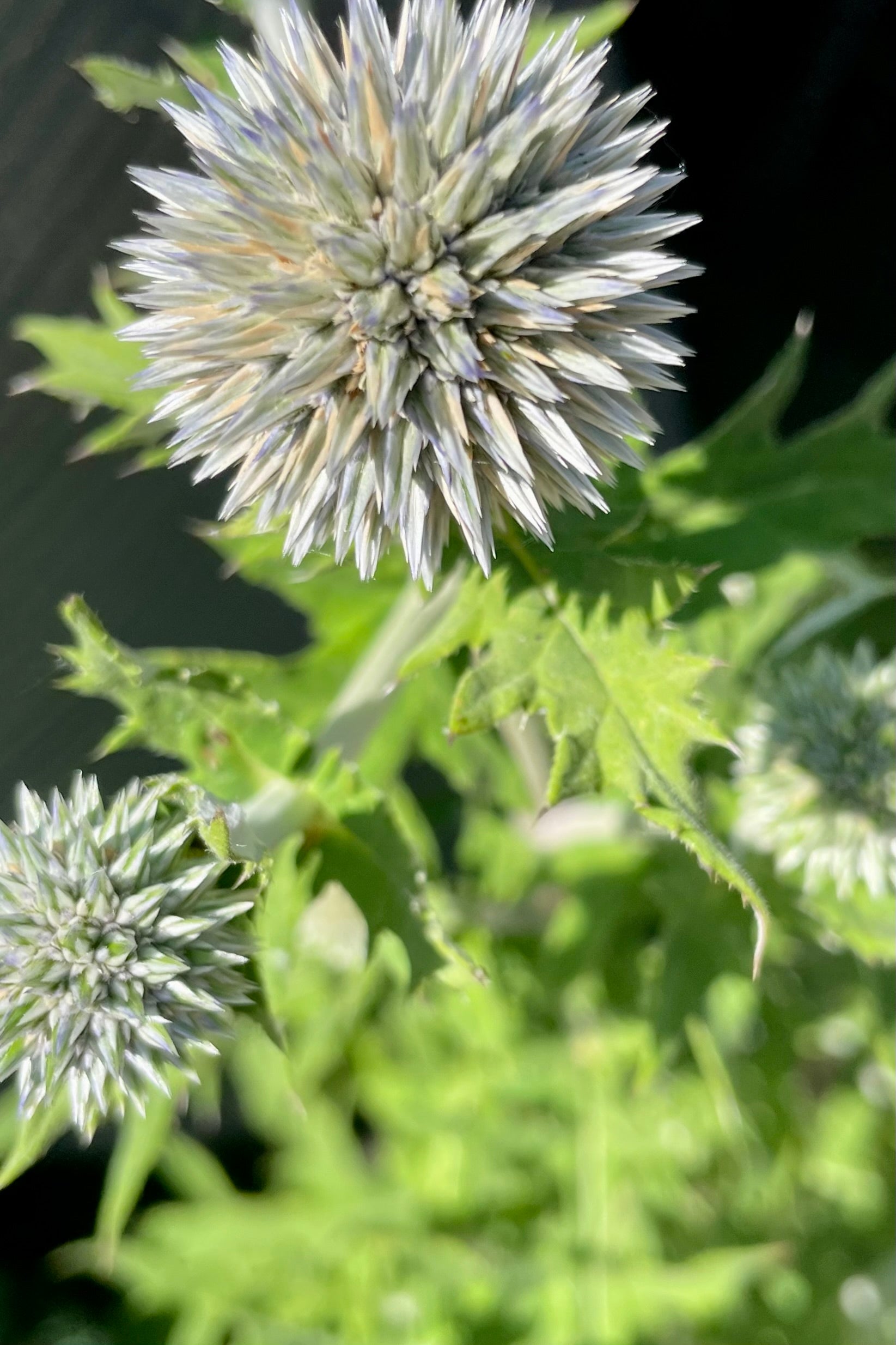 Globe thistle up close showing the icy blue flower at Sprout Home end of June. ©Sprout Home