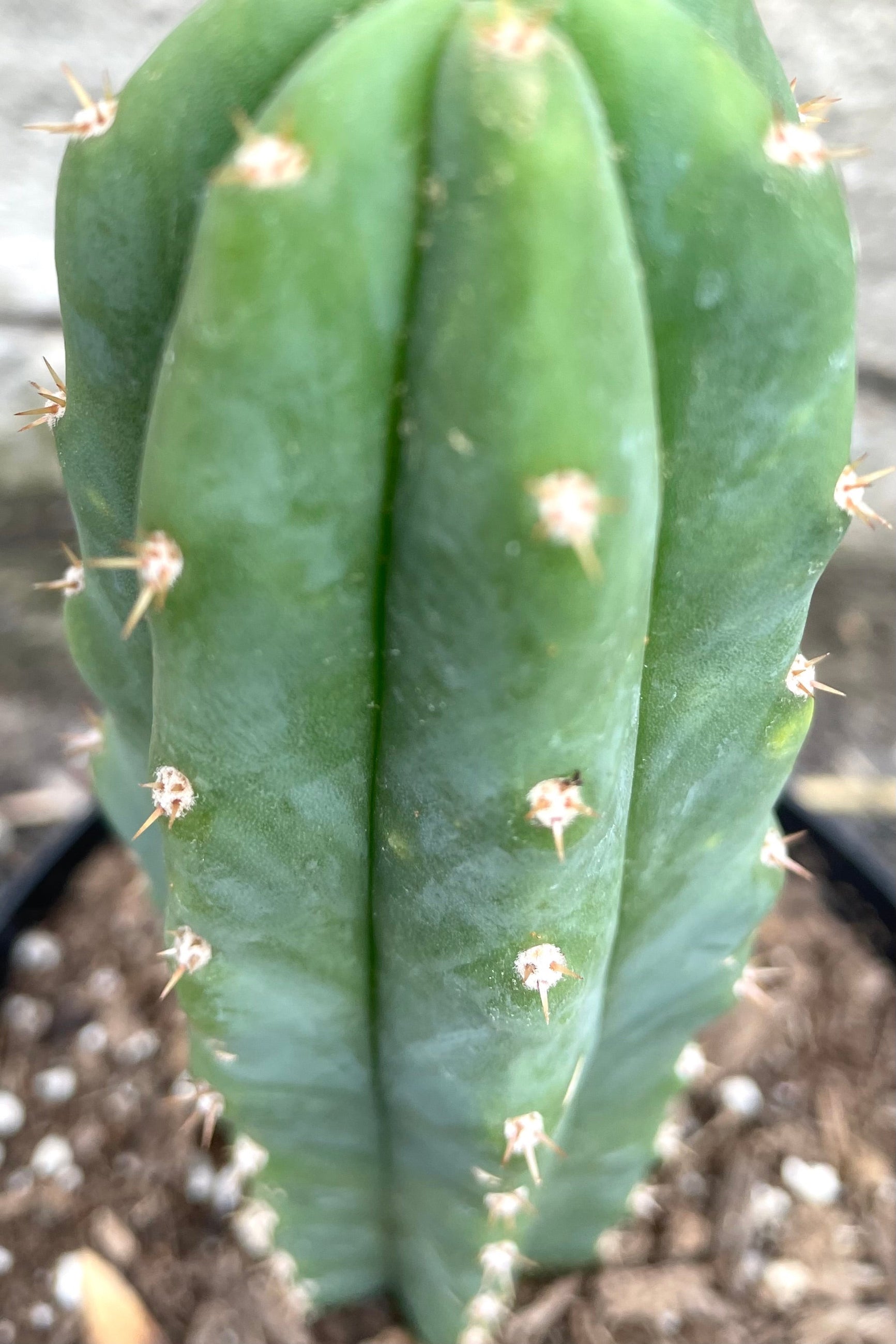how to identify san pedro cactus Echinopsis pachanoi "San Pedro" 6"