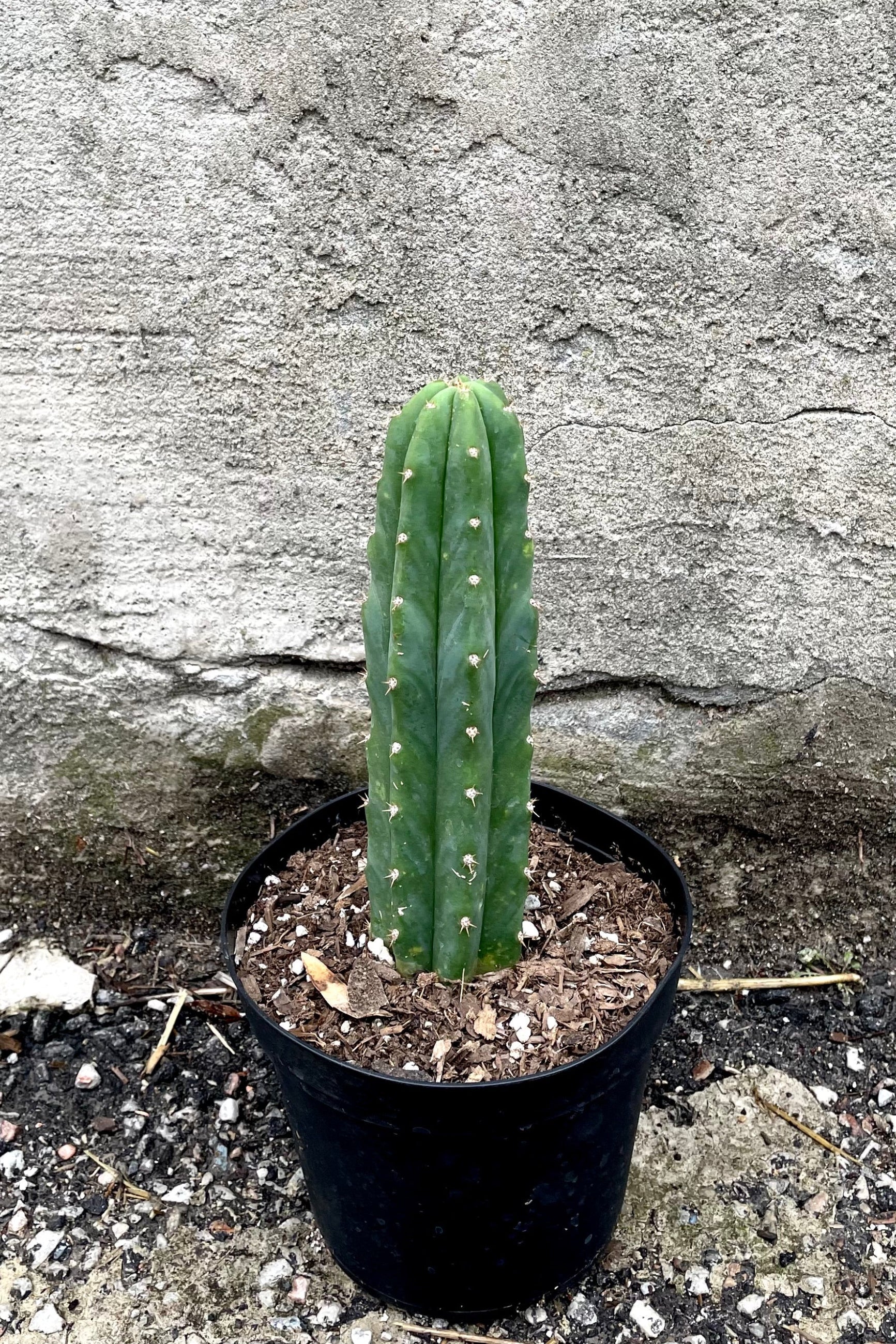 A full view of Echinopsis pachanoi "San Pedro" 6" in grow pot against concrete backdrop ©Sprout Home