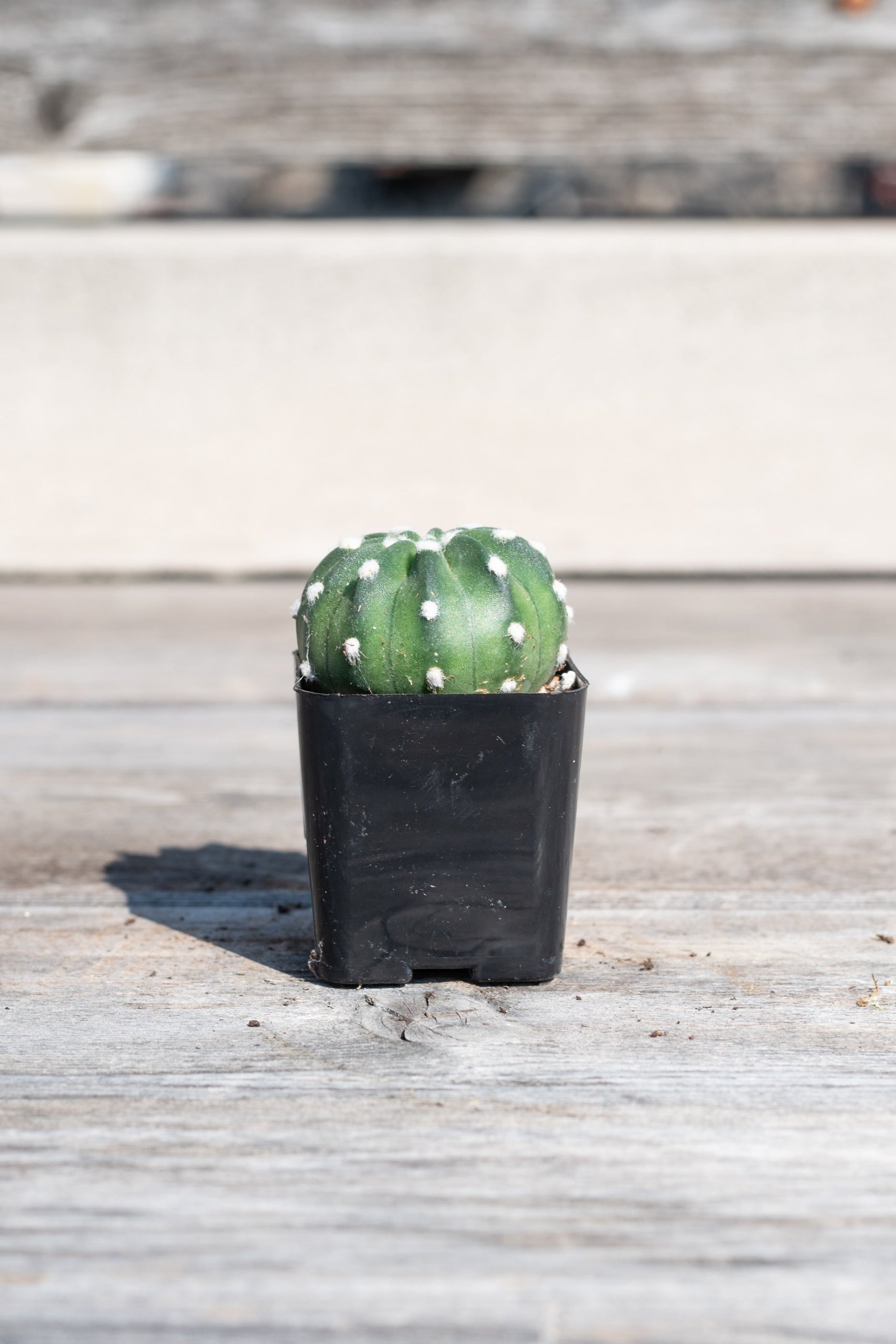 Tiny Echinopsis subdenudata in grow pot in front of grey wood background ©Sprout Home