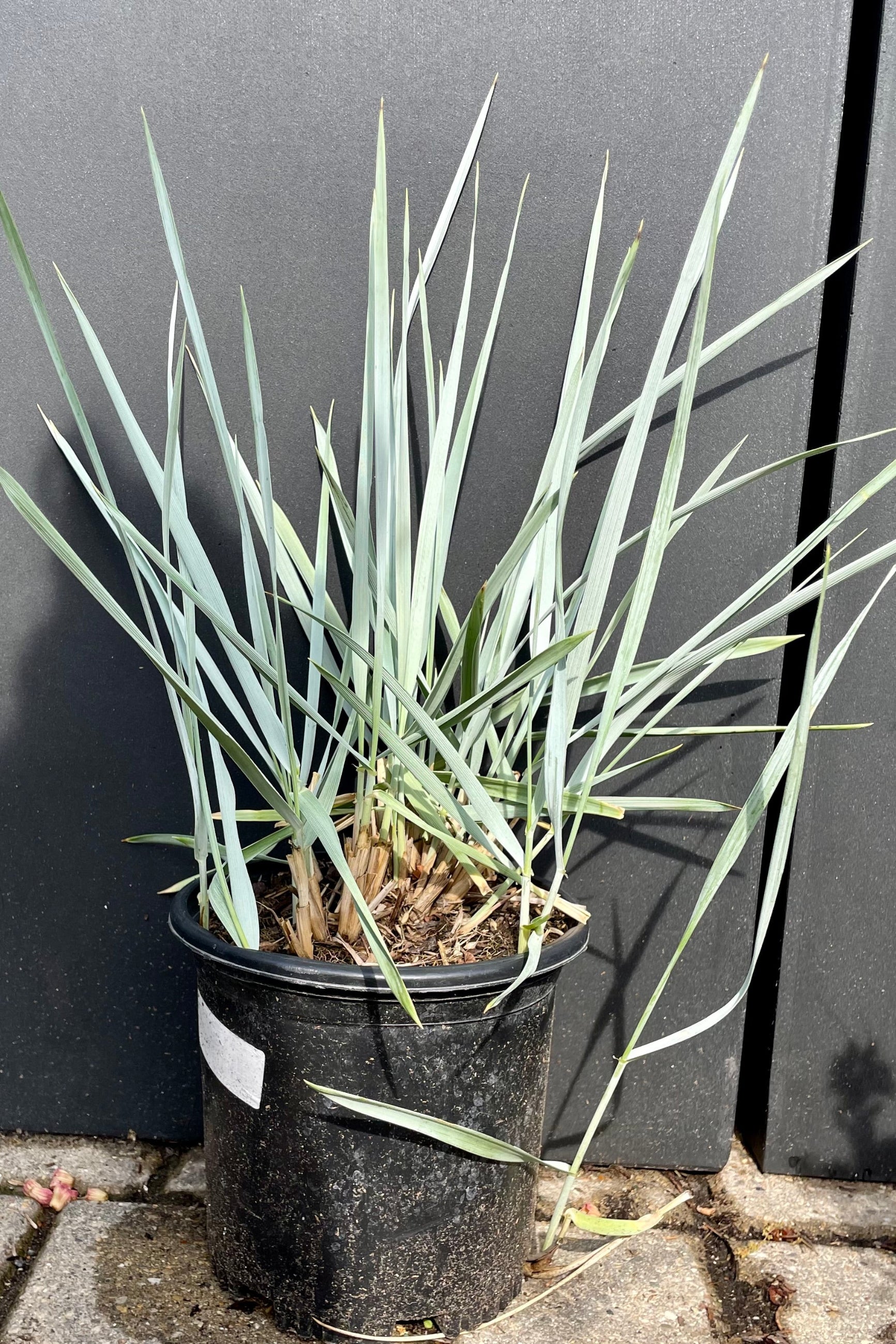The thick blue blades of the Olympus 'Blue Dune' grass in a #1 growers pot against a black background at Sprout Home.©Sprout Home