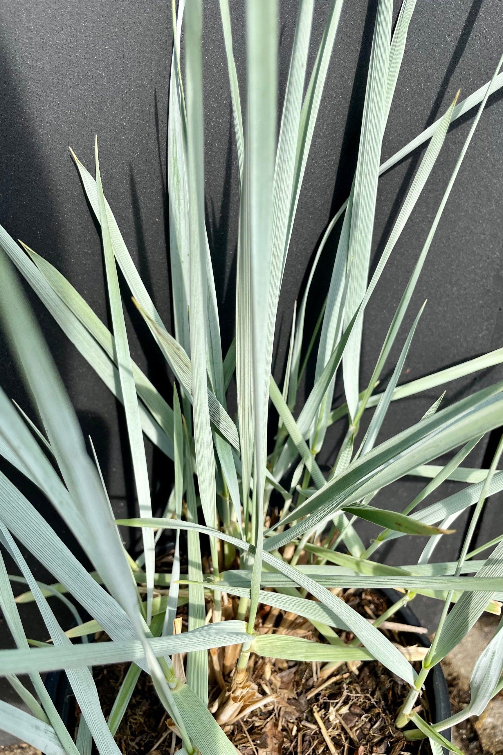 The thick blue blades of the Olympus 'Blue Dune' grass against a black background at Sprout Home. ©Sprout Home