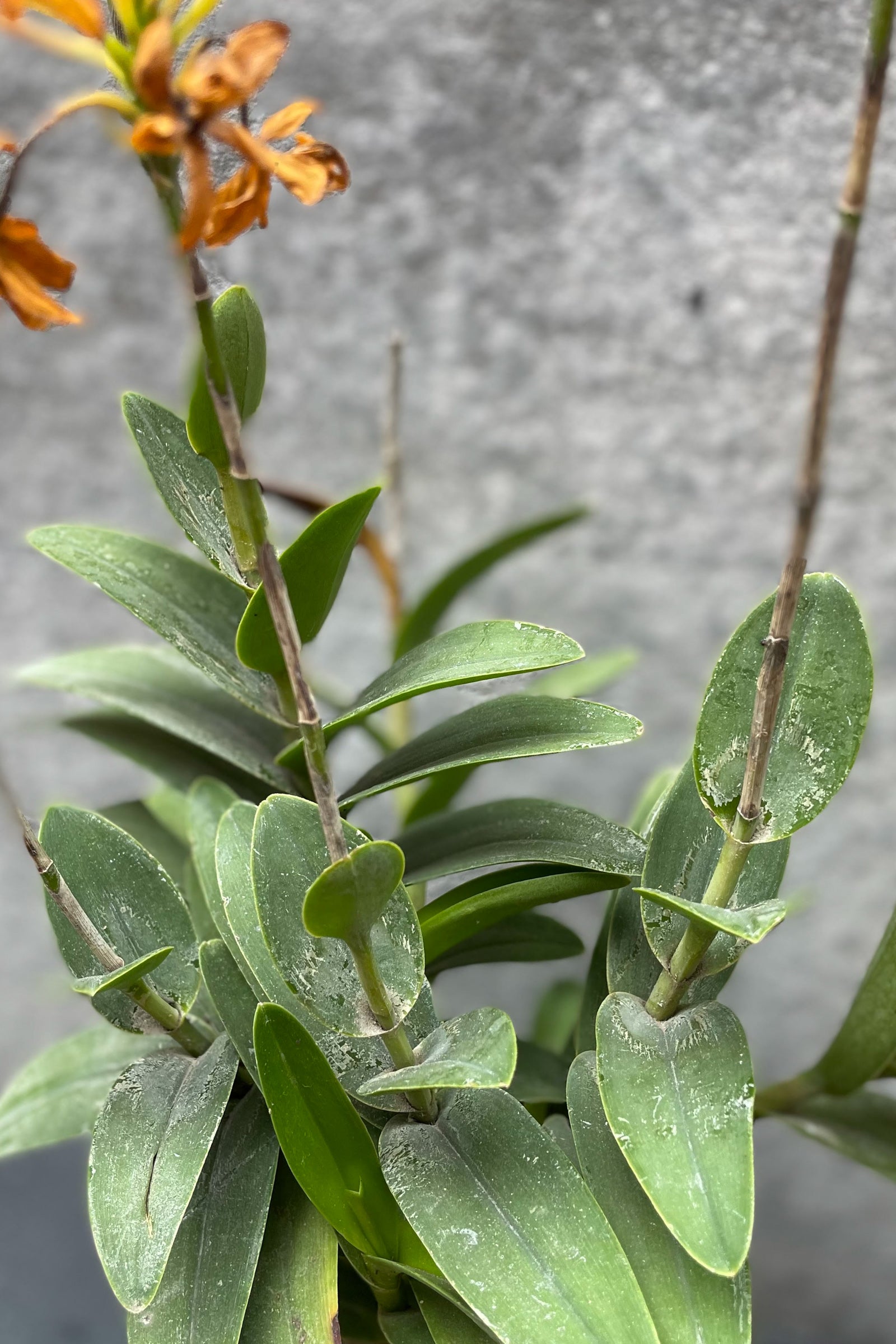 Epidendrum Orchid 6"