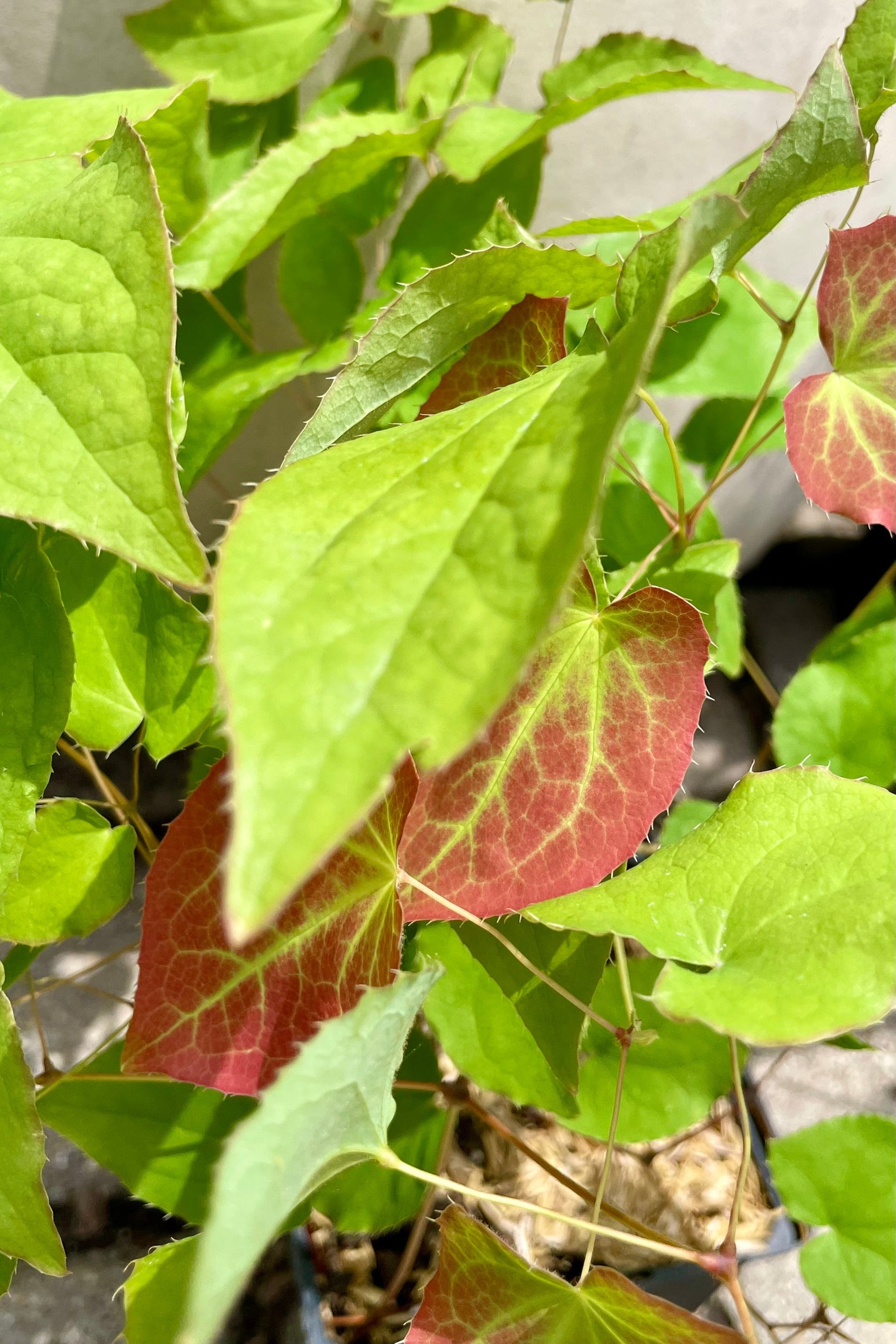 Epimedium x rubrum in mid June showing the green leaves with burgundy colorations at Sprout Home. ©Sprout Home