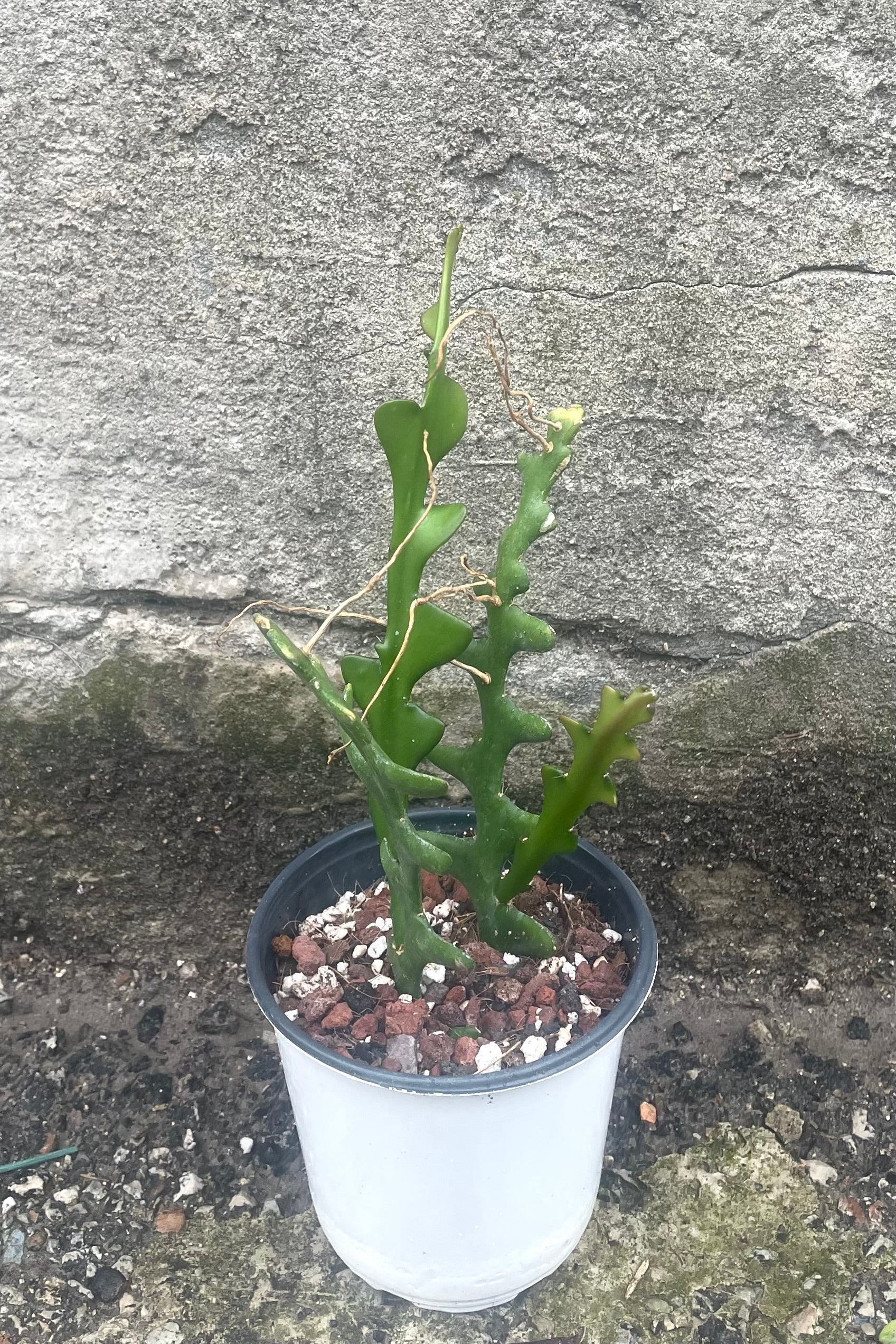 A view of Epiphyllum anguliger "Ric Rac Cactus" 4" in a grow pot against a concrete backdrop ©Sprout Home