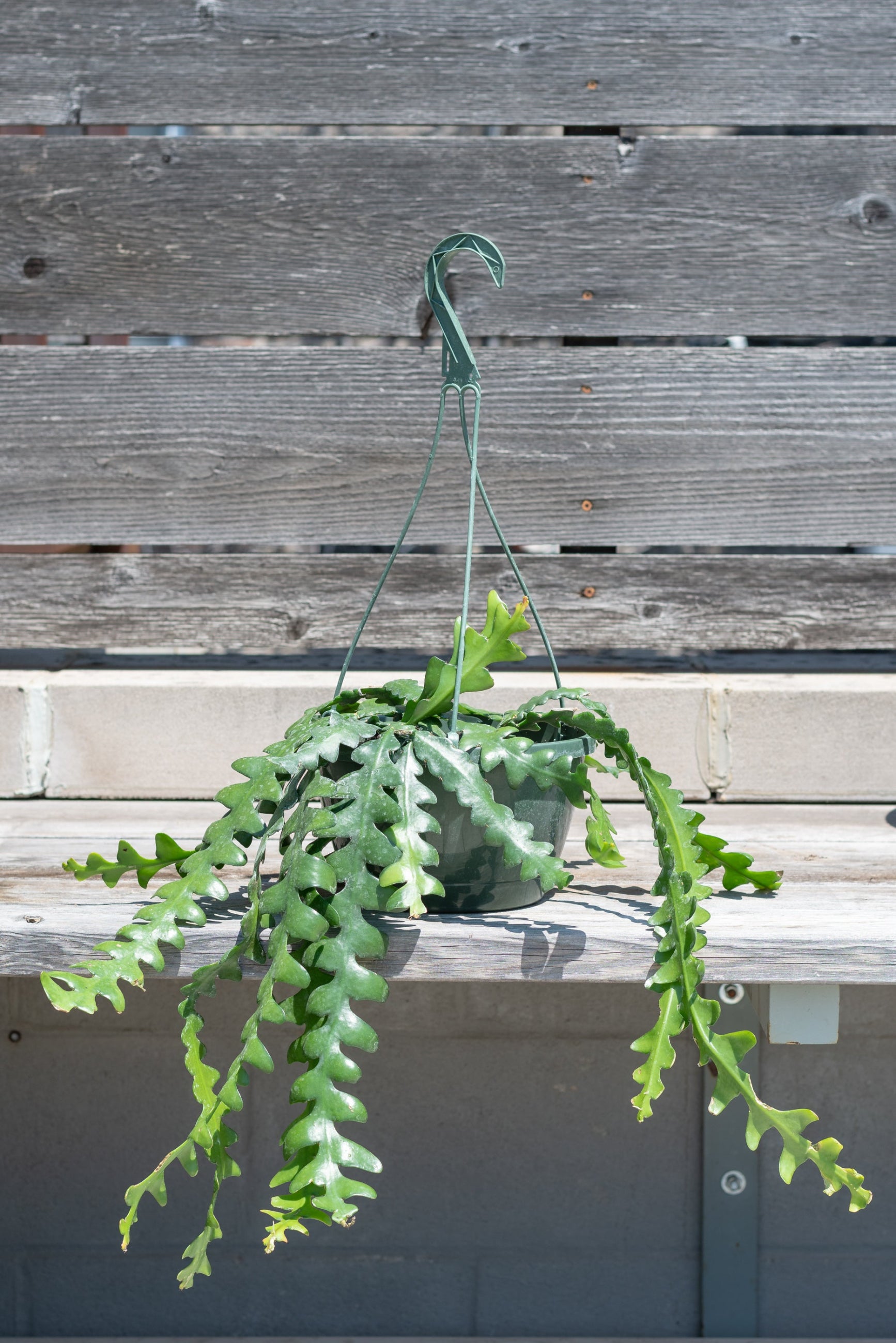 Epiphyllum anguliger "Ric Rac Cactus" in hanging pot in front of grey wood wall ©Sprout Home