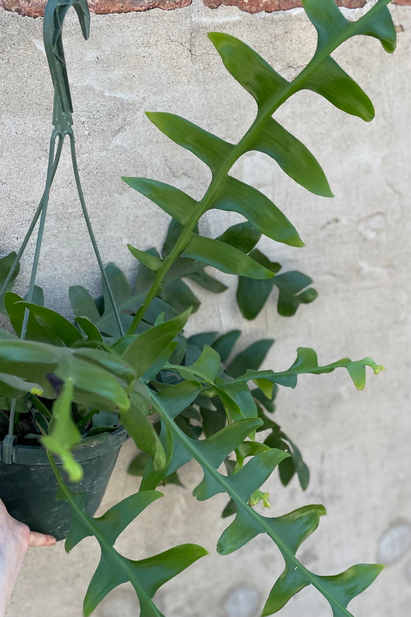 Epiphyllum chrysocardium 