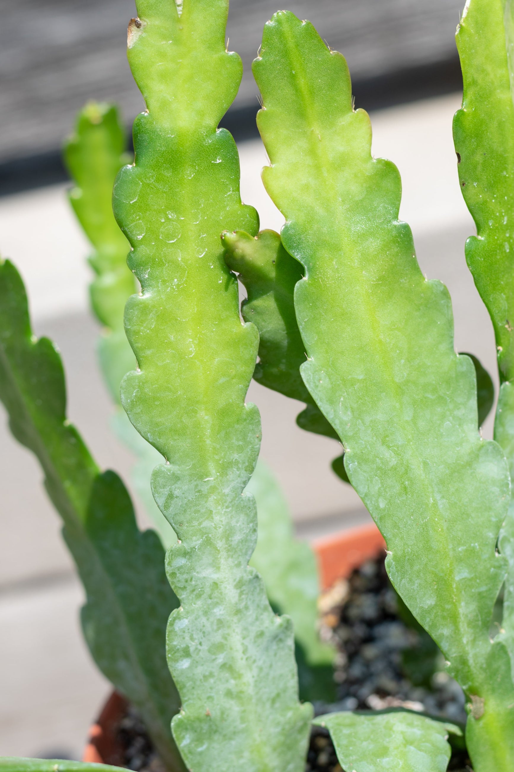 A close-up of a green Epiphyllum oxypetalum 'Queen of the Night' cactus with flat stems. No flowers are visible in the image. ©Sprout Home