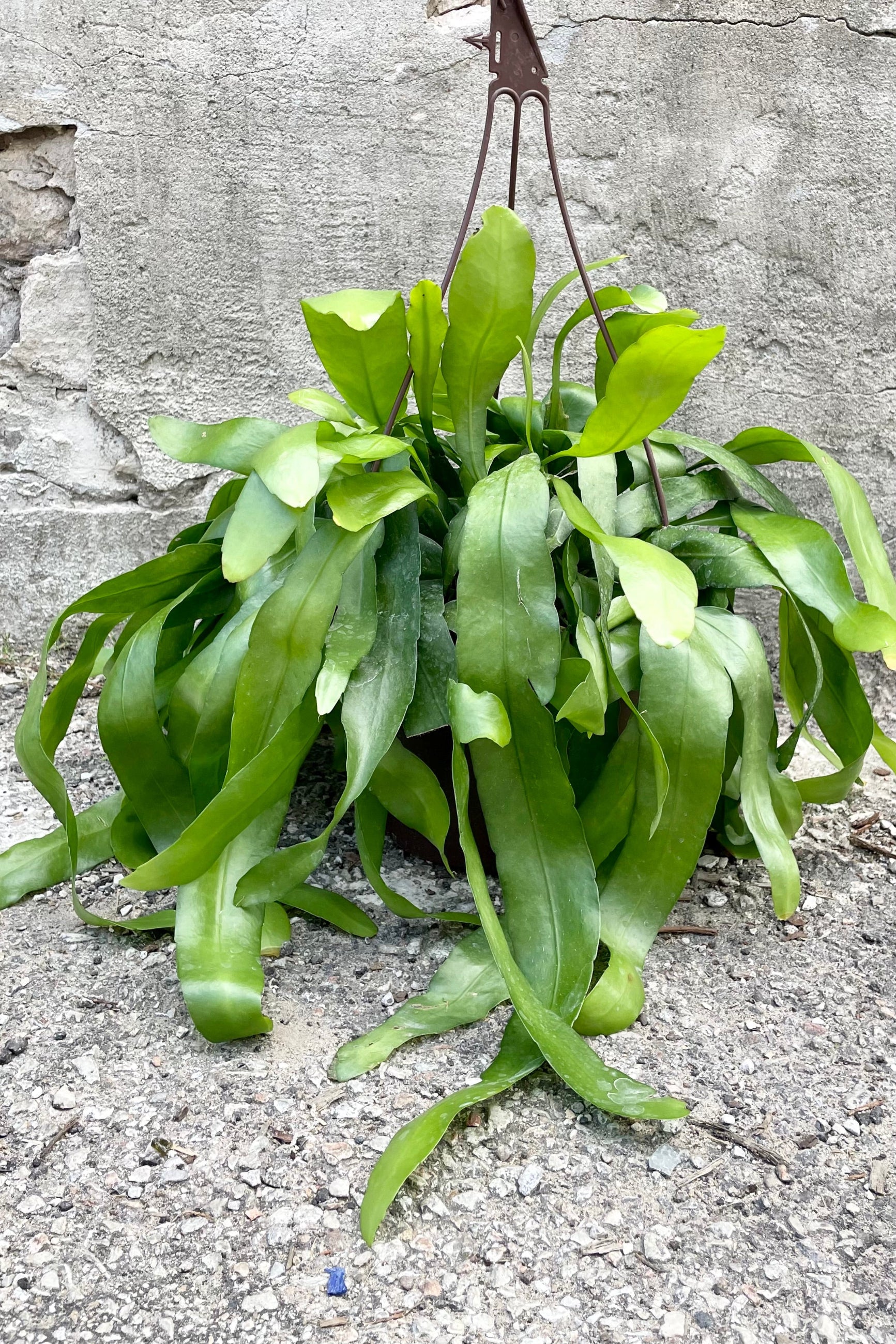 A frontal view of the hanging 8" Epiphyllum oxypetalum against a concrete backdrop ©Sprout Home
