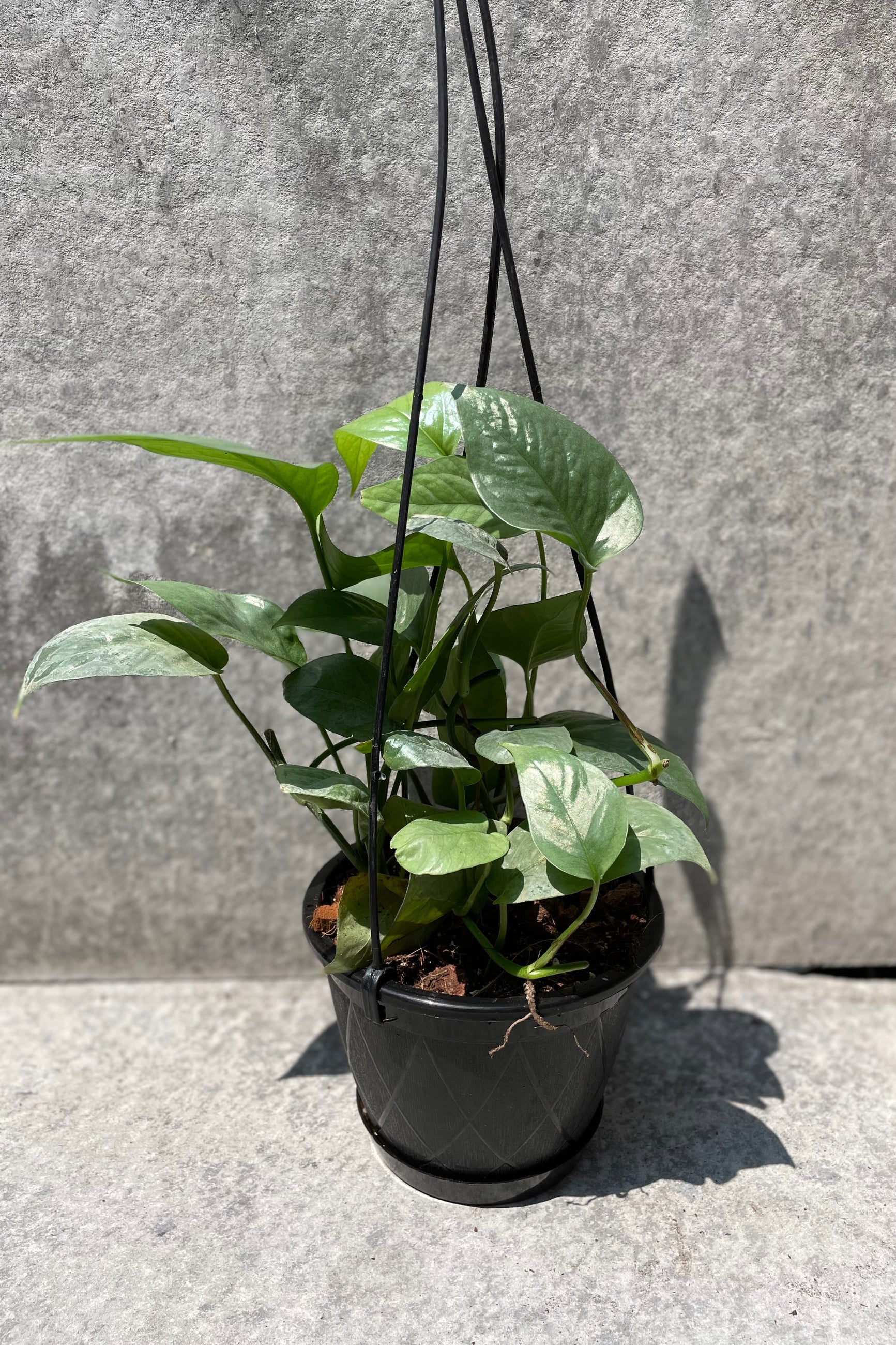 Epipremnum pinnatum 'Ceba Blue' in a 4" growers pot. ©Sprout Home