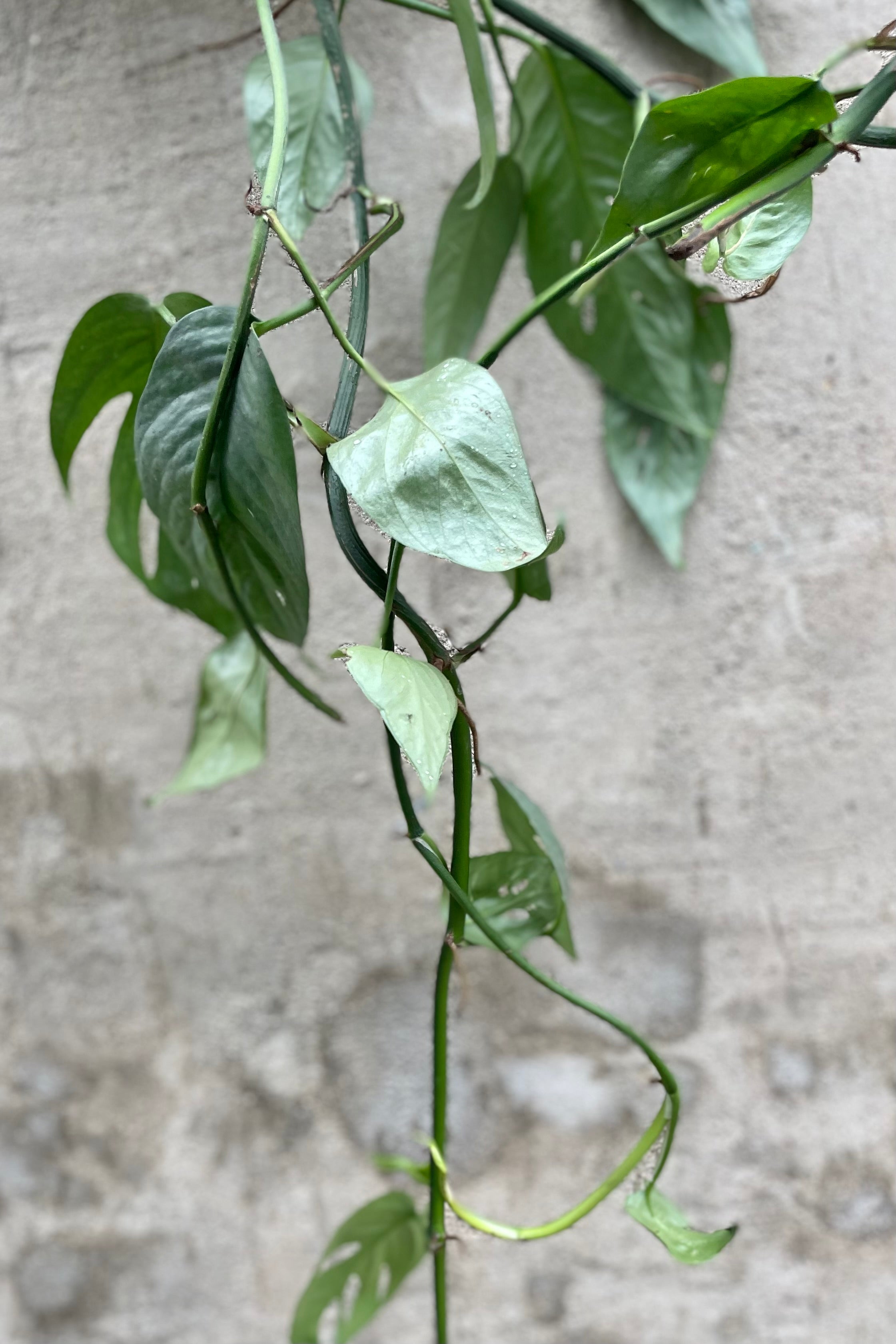 detail of Epipremnum pinnatum 'Cebu Blue' 6" against s grey wall