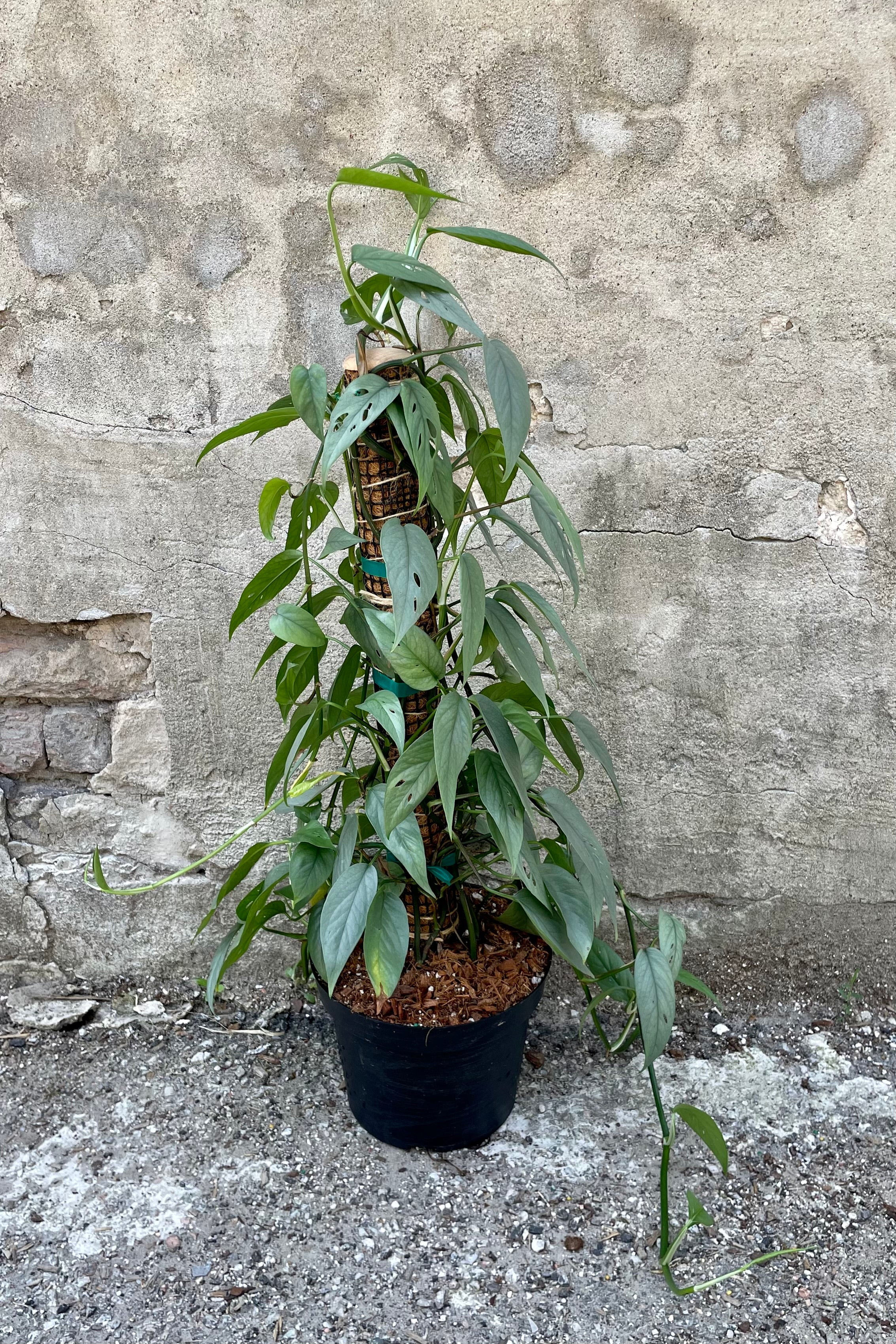 Close photo of silvery blue leaves of Epipremnum