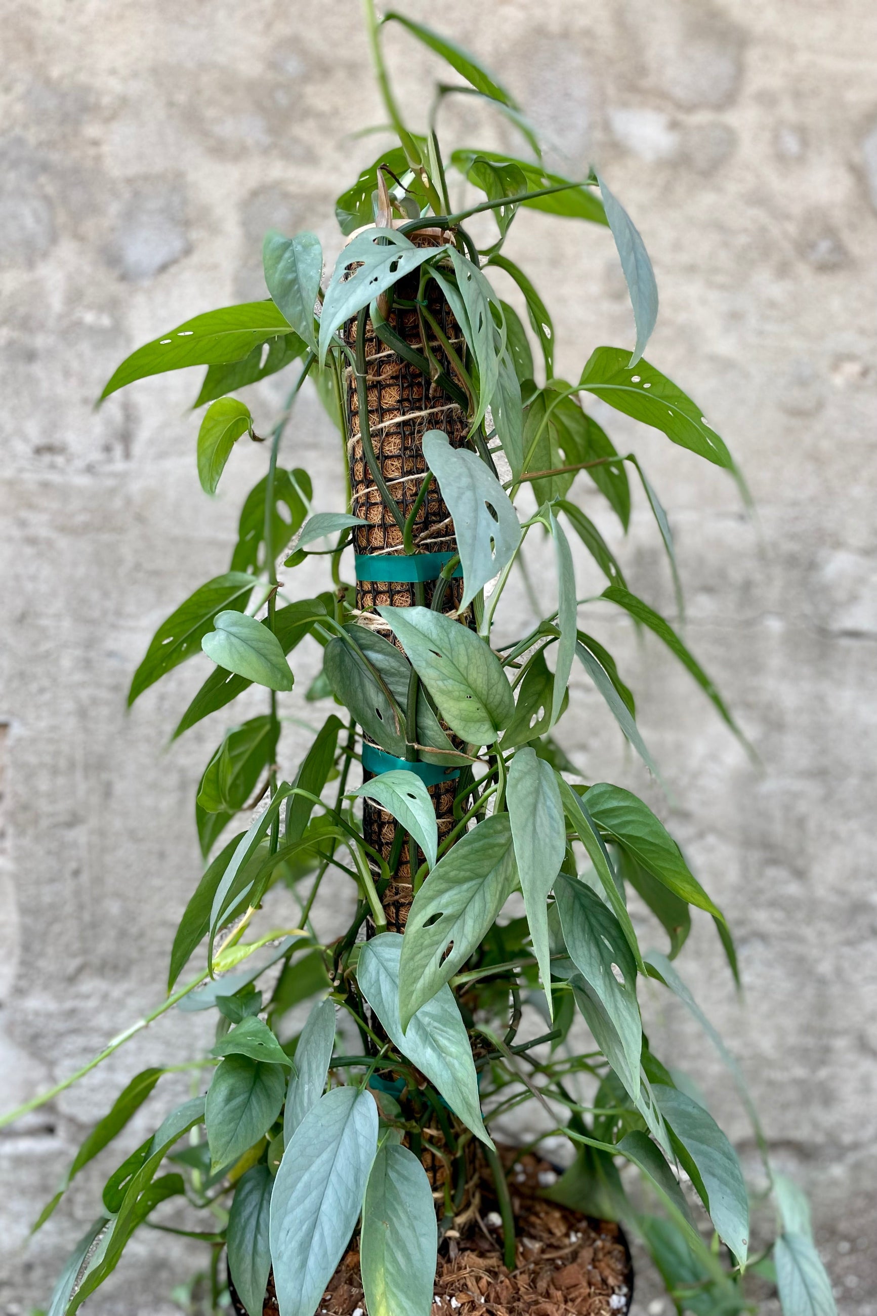 Silver-blue leaves of Epipremnum vines grown on a totem support ©Sprout Home