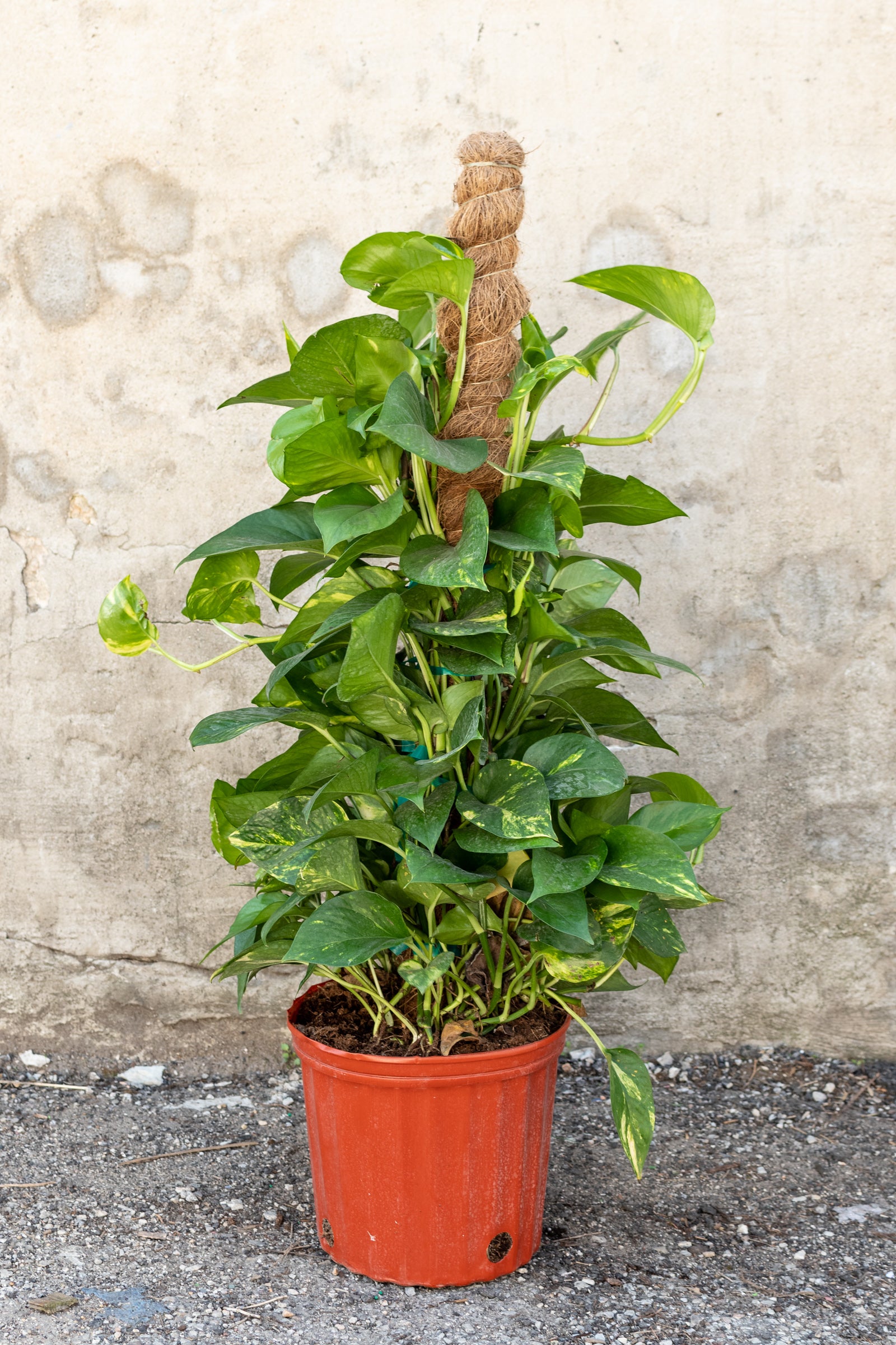 Large epipremnum golden Pothos totem in front of concrete wall ©Sprout Home